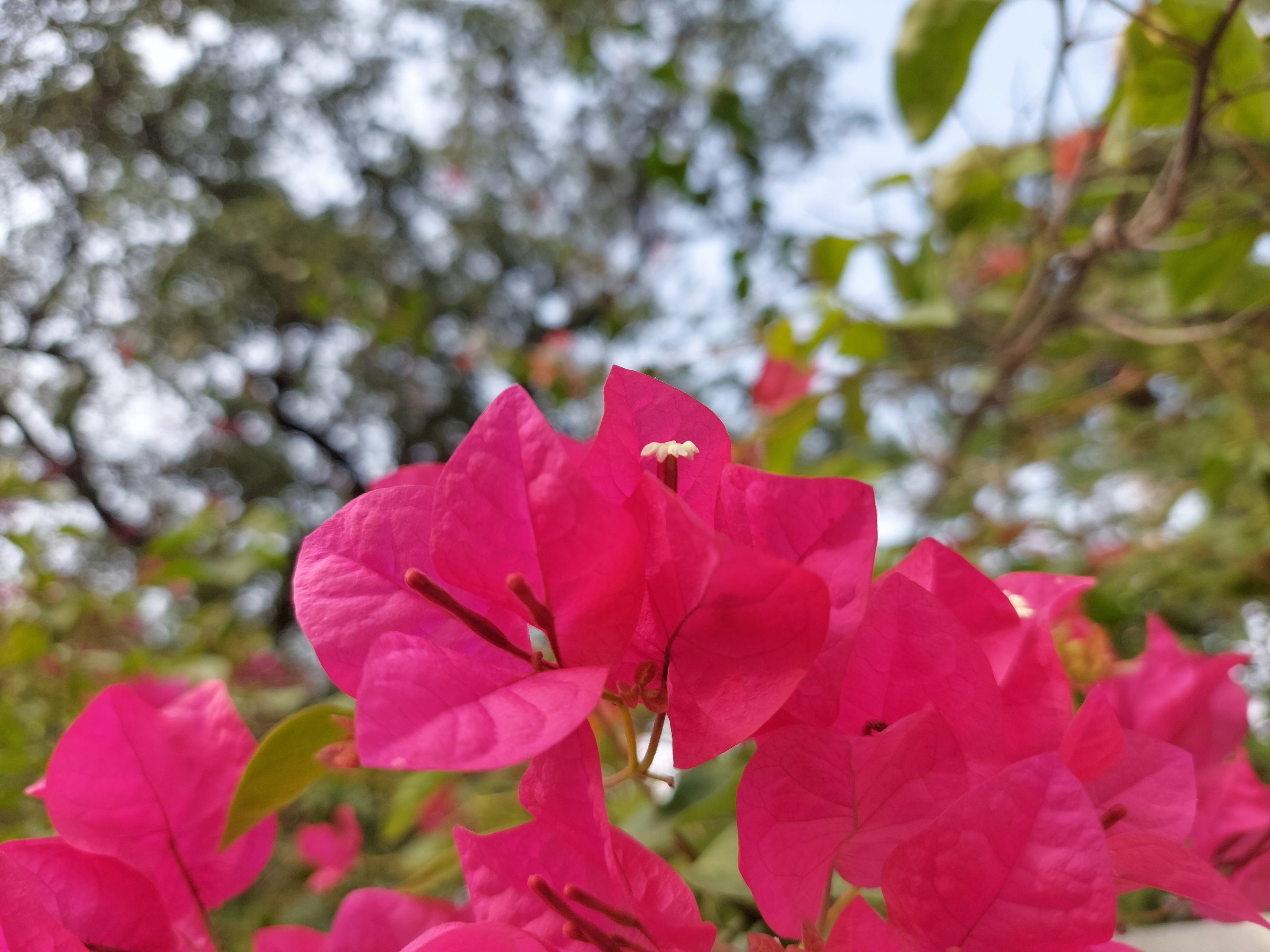 bougainvellea flower