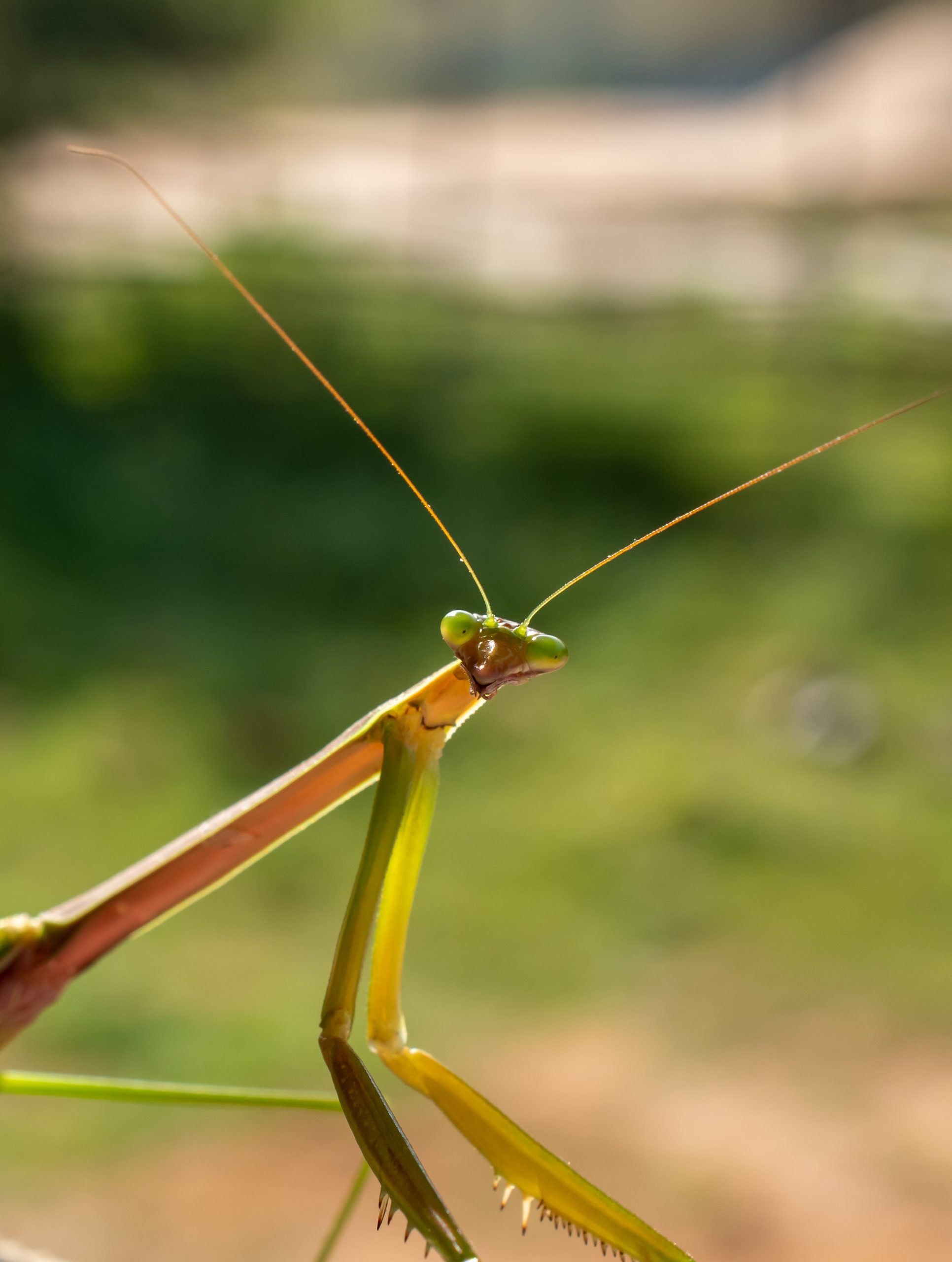 praying mantis insect