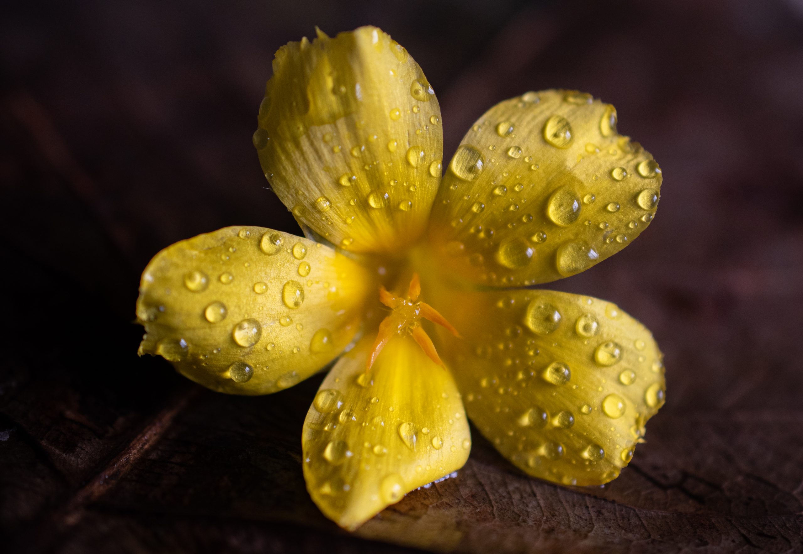 Water drops on flower