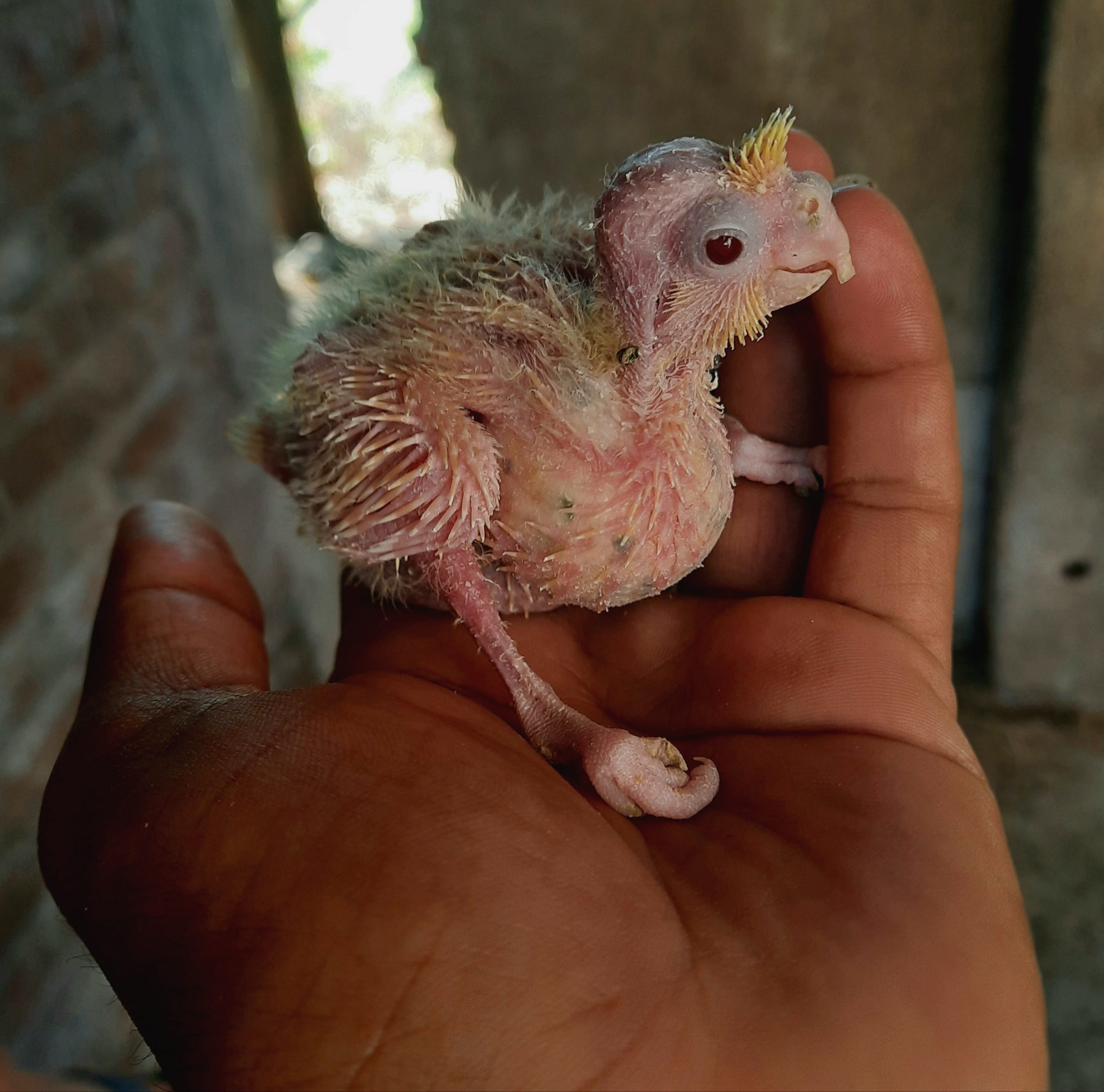 Cockatiel bird chick