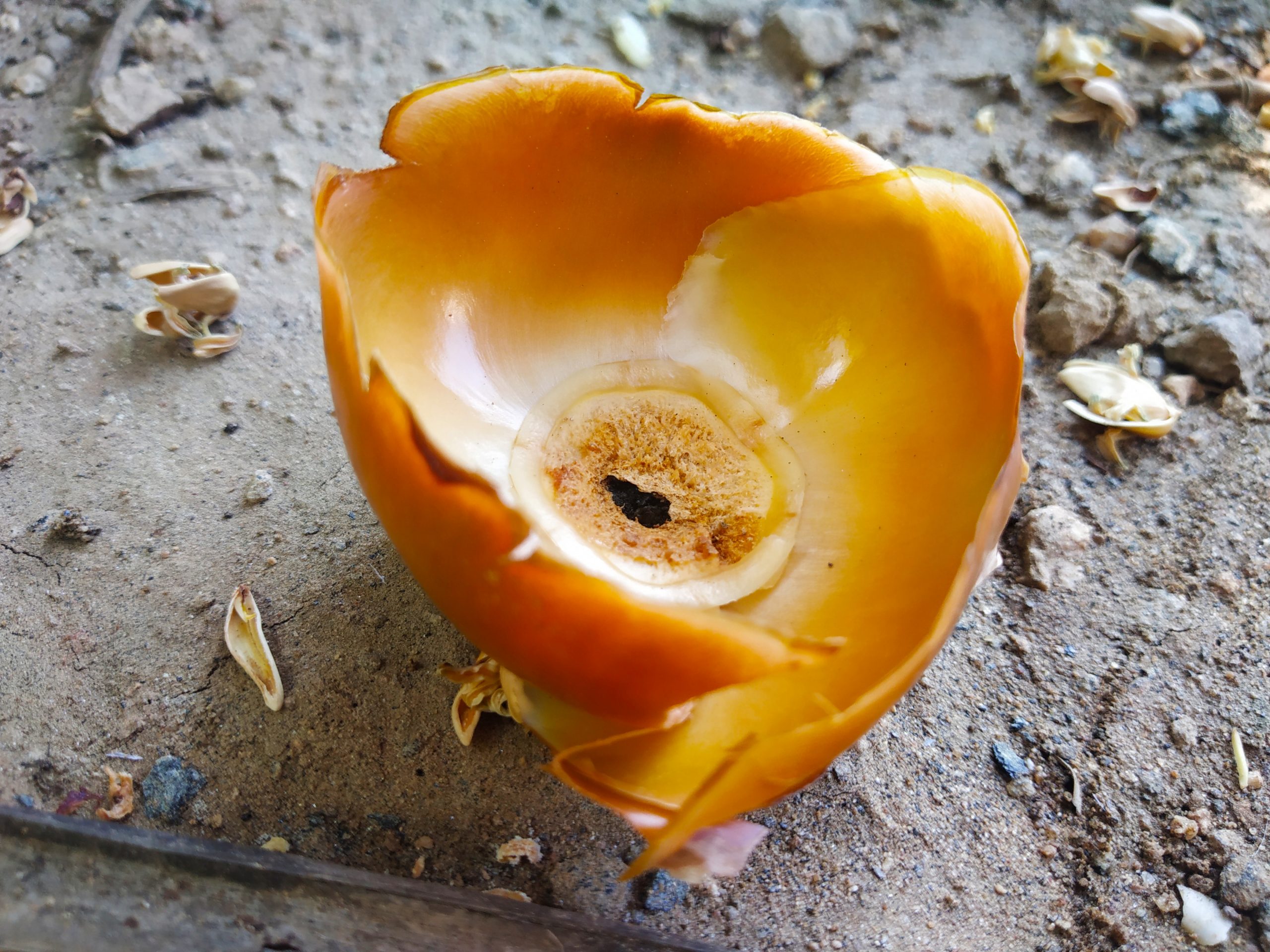 A coconut shell