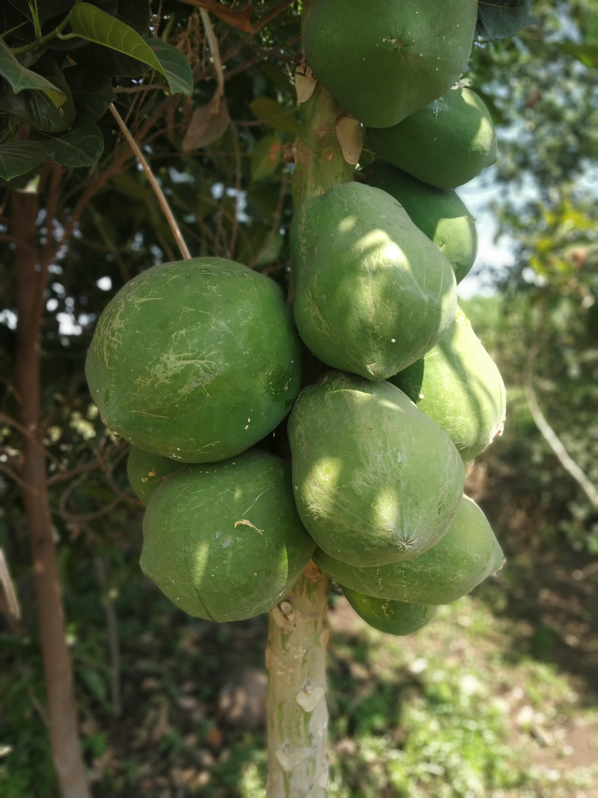 Coconut shells on tree