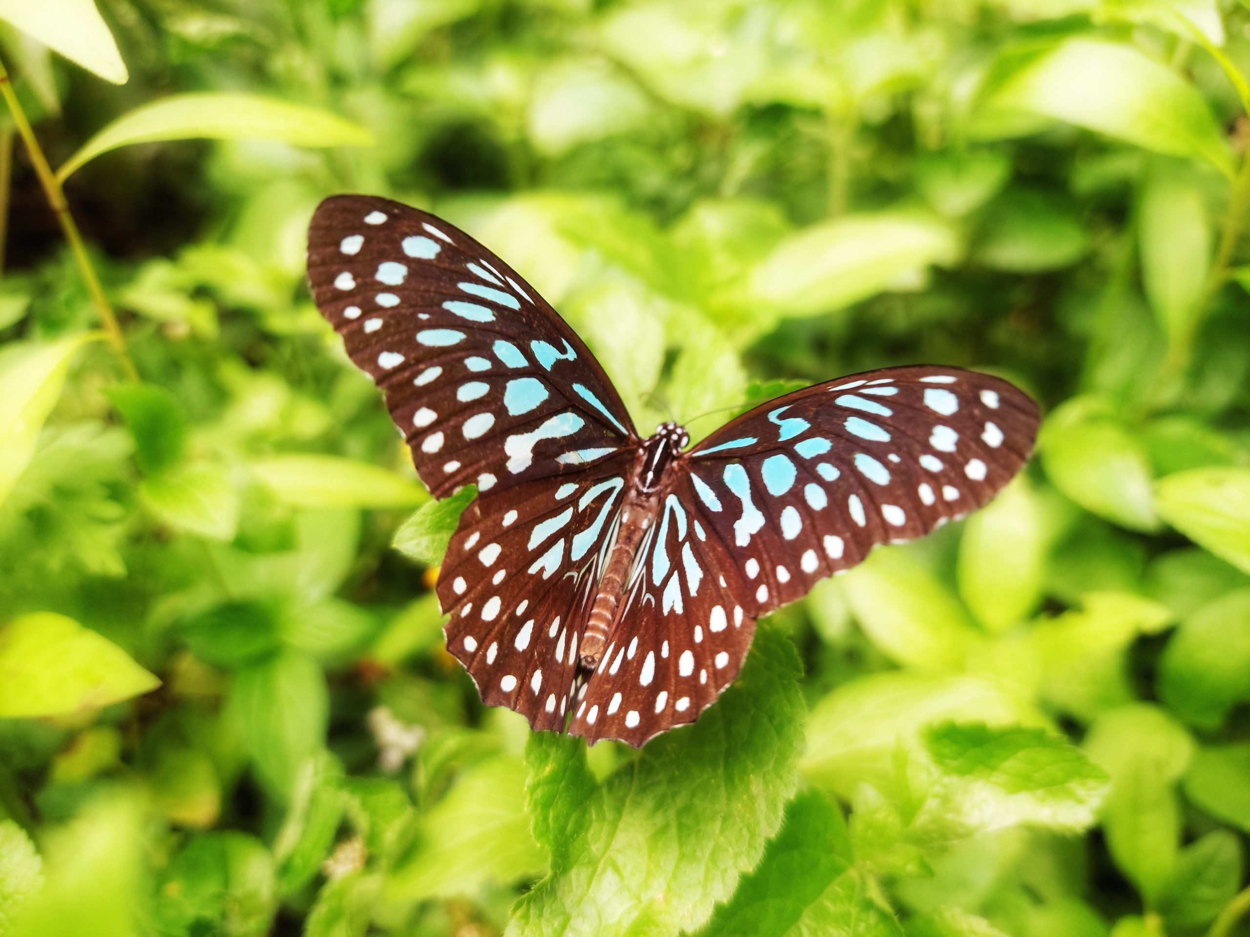 butterfly on leaf