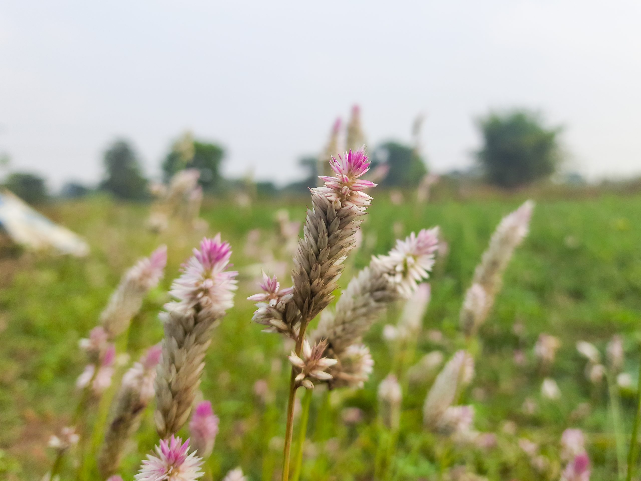 close-up of wildflowers