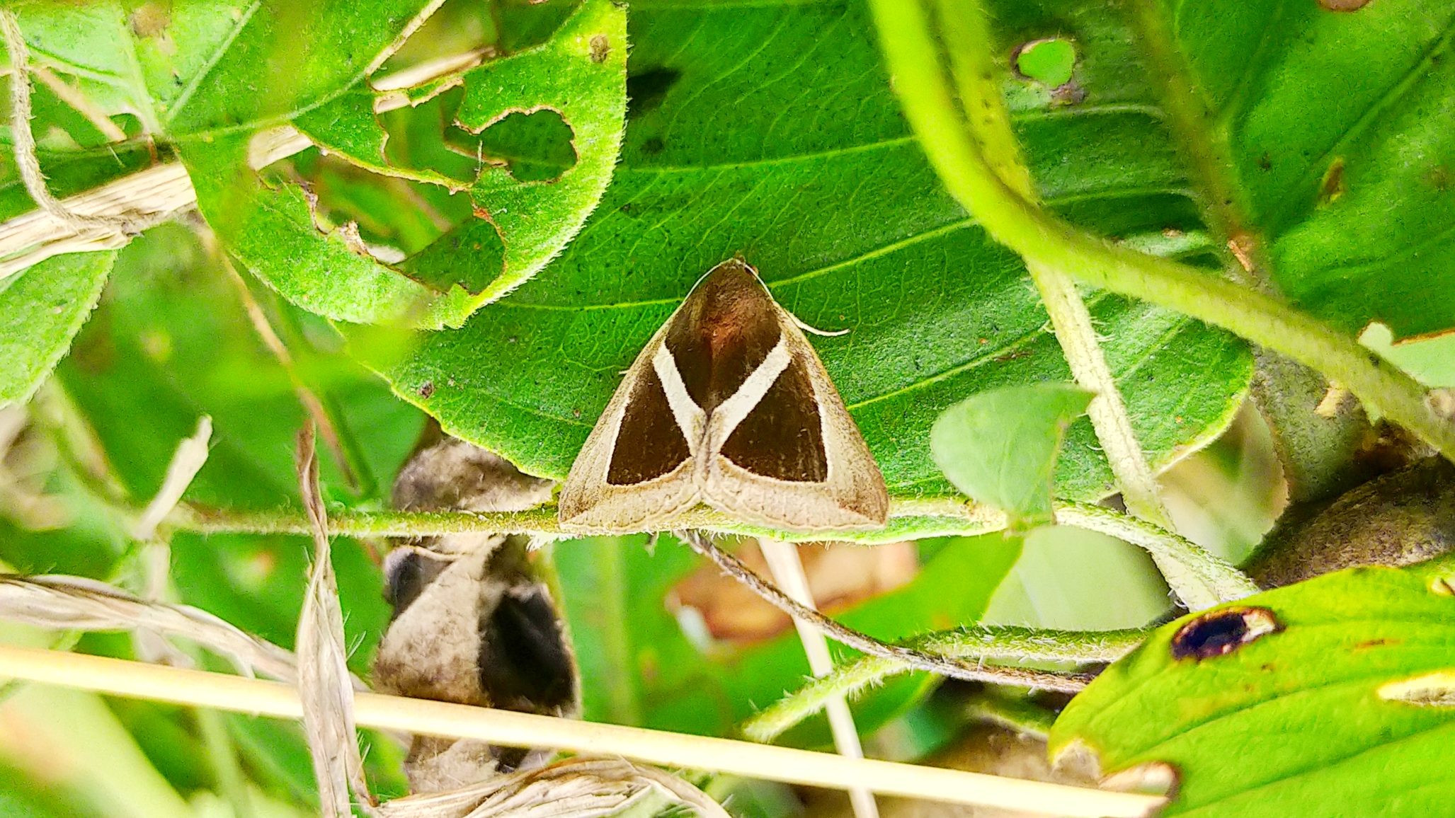 Moth on leaf