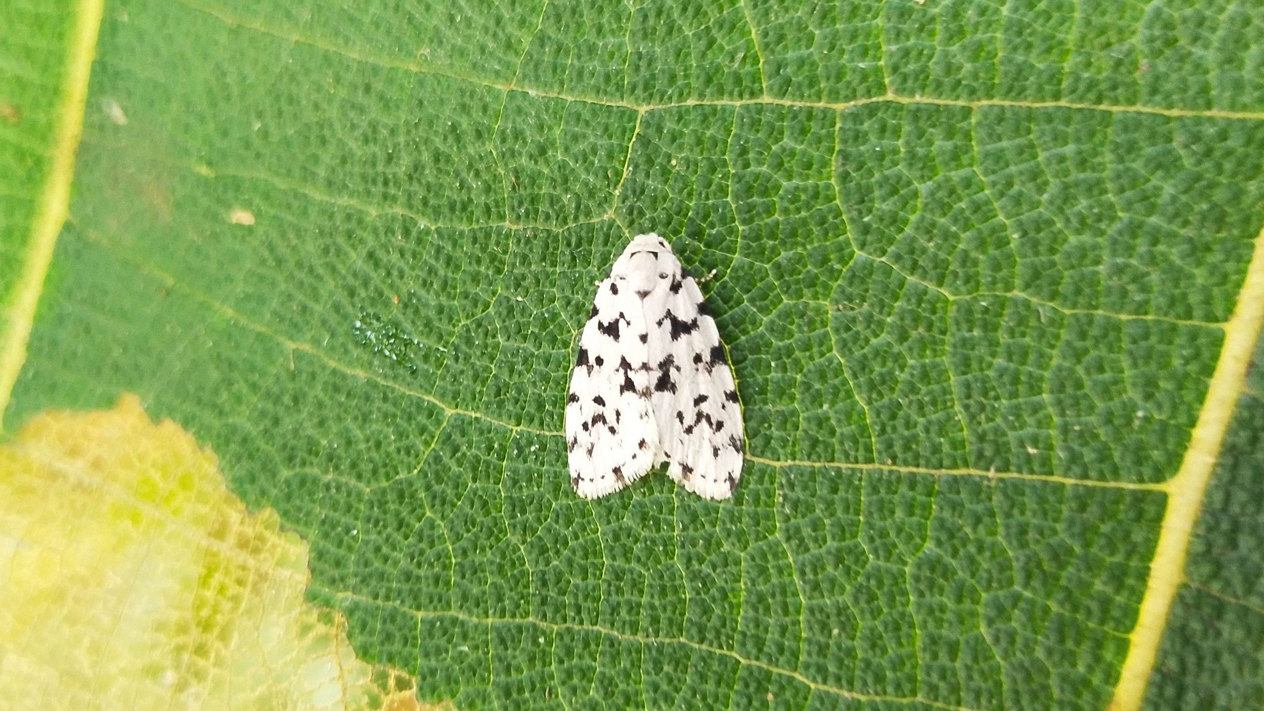 Moth on leaf