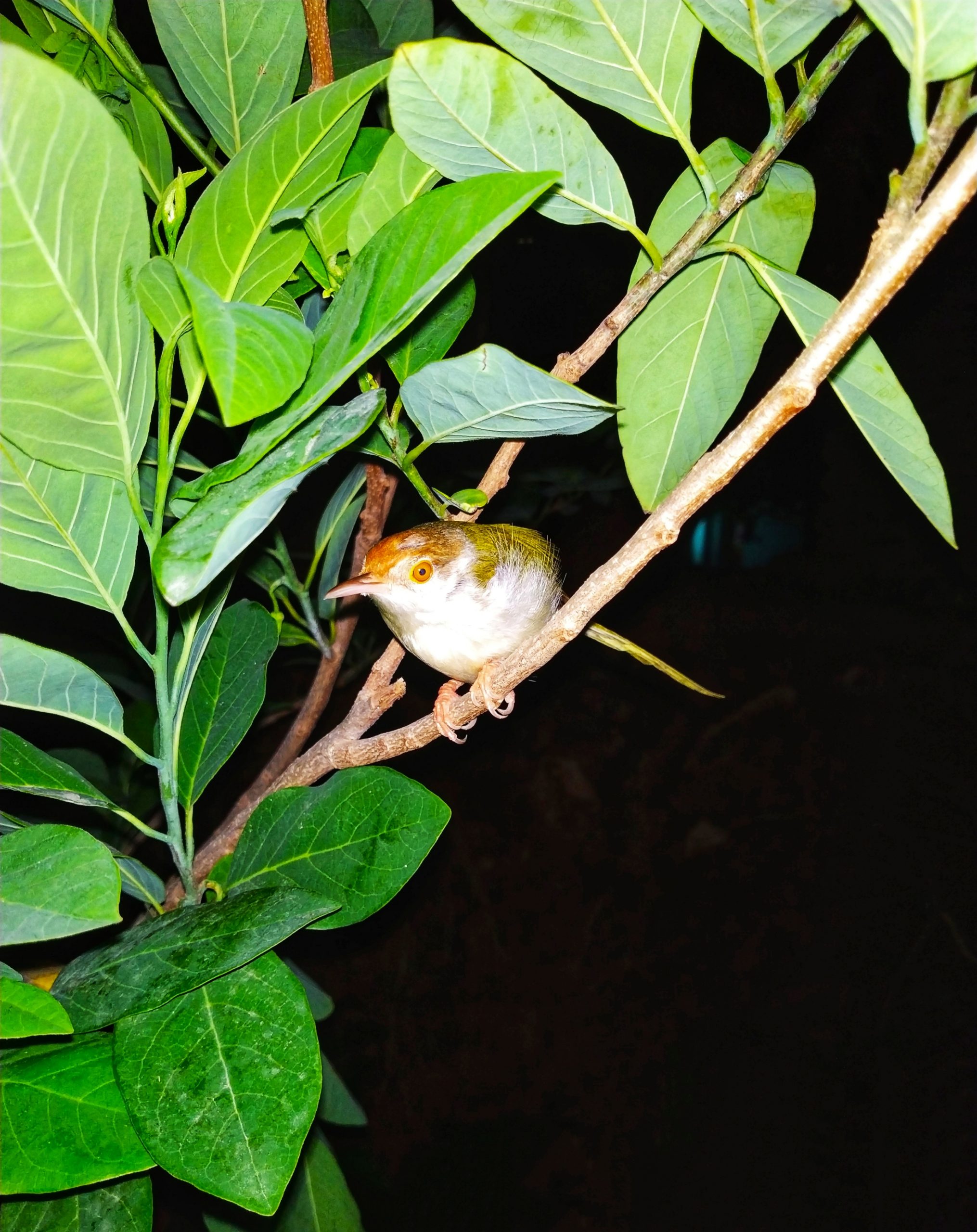 Tailorbird