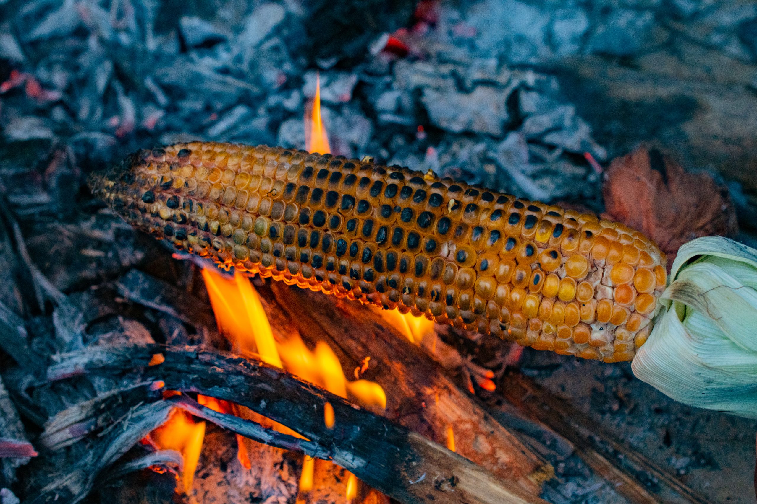 roasting corn on a campfire