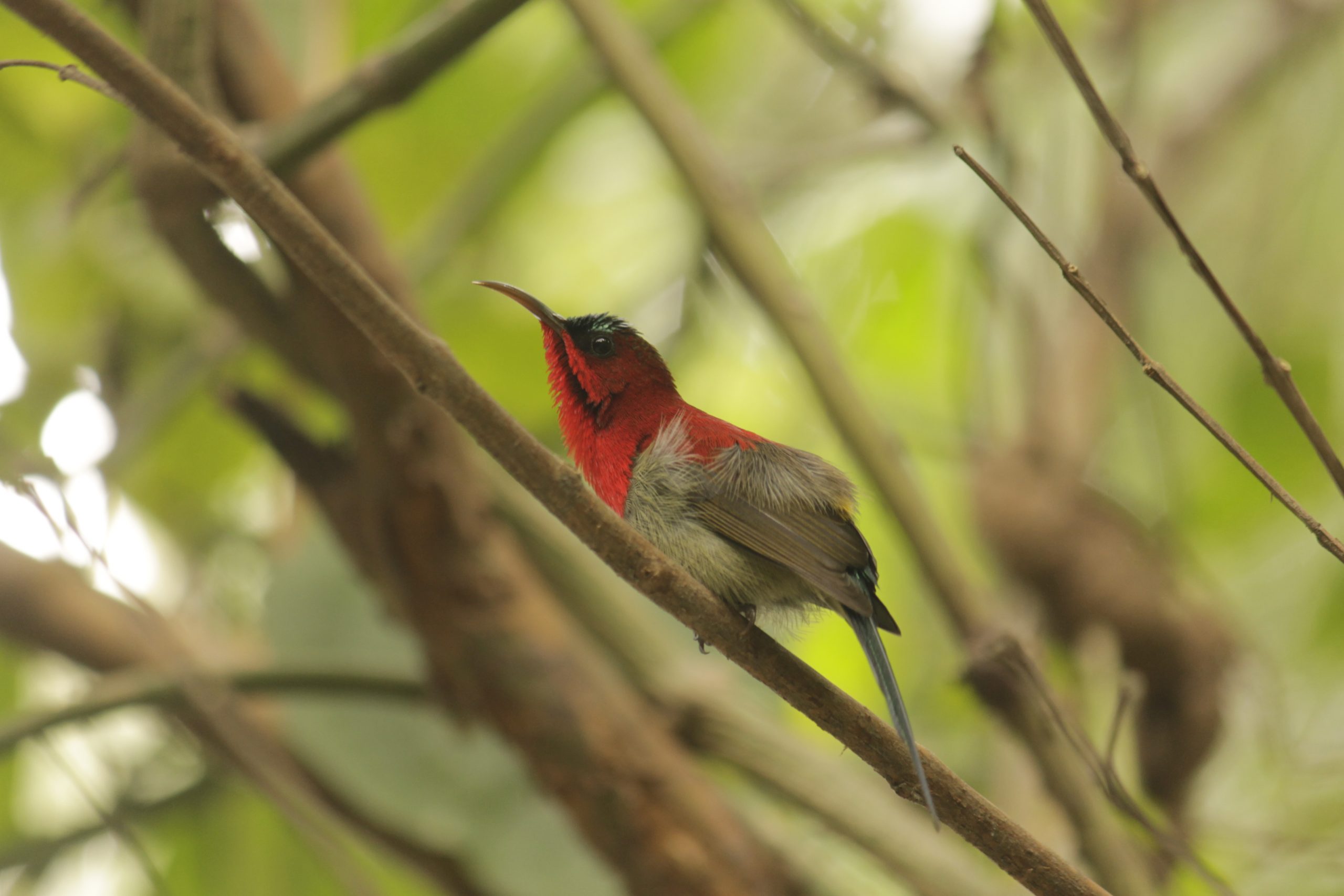 Bird Sitting on tree