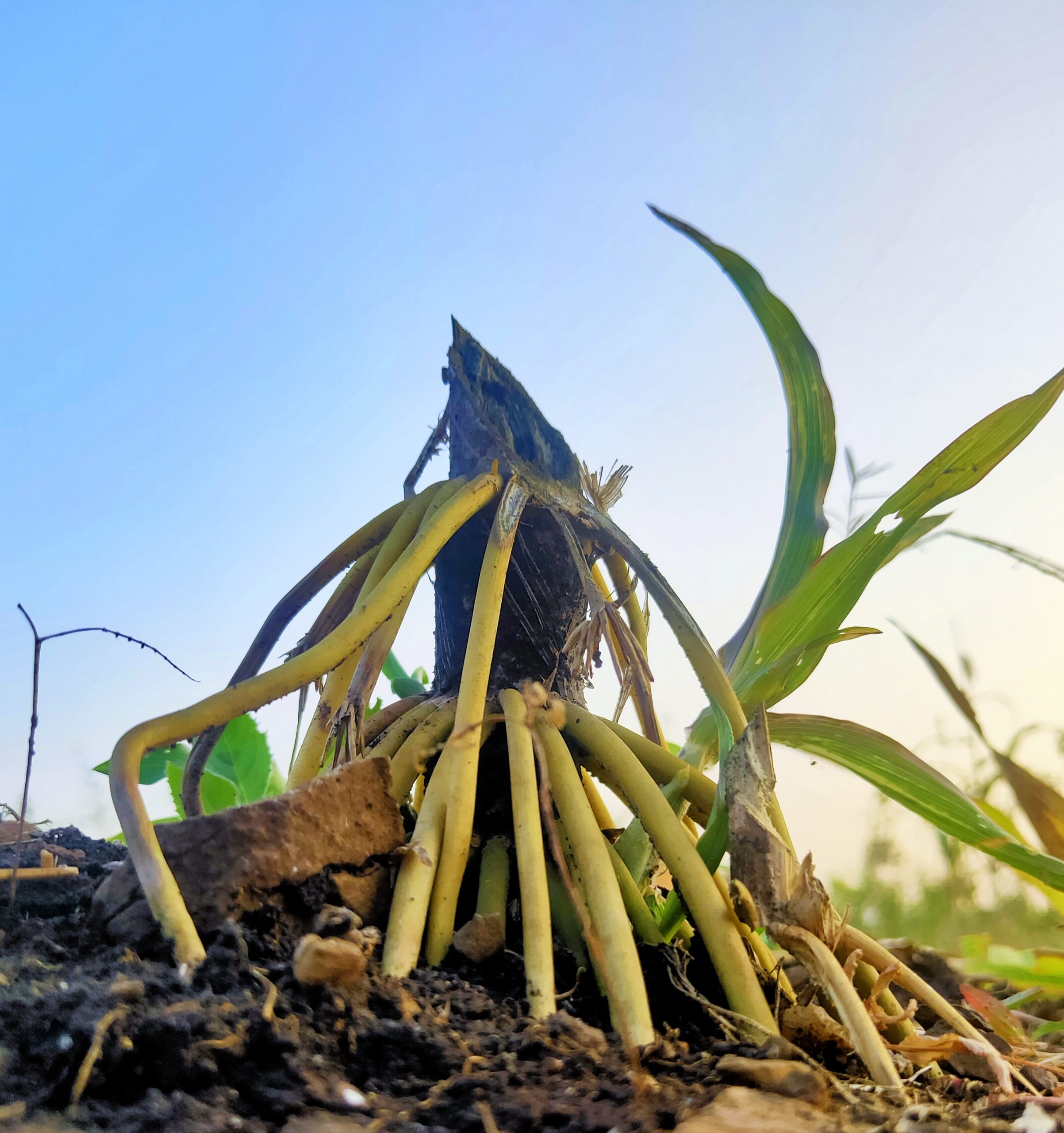 Cut corn plant roots