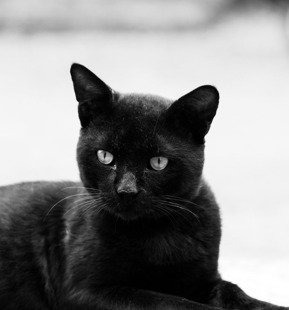 Cute black cat - PixaHive