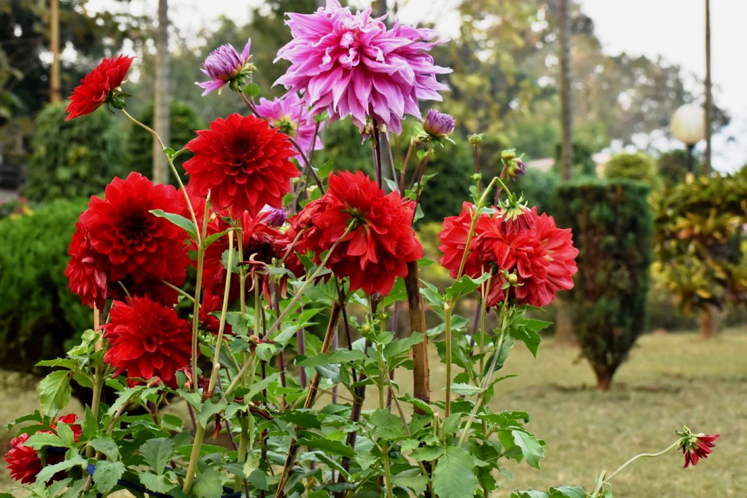 Flowering plant in a garden