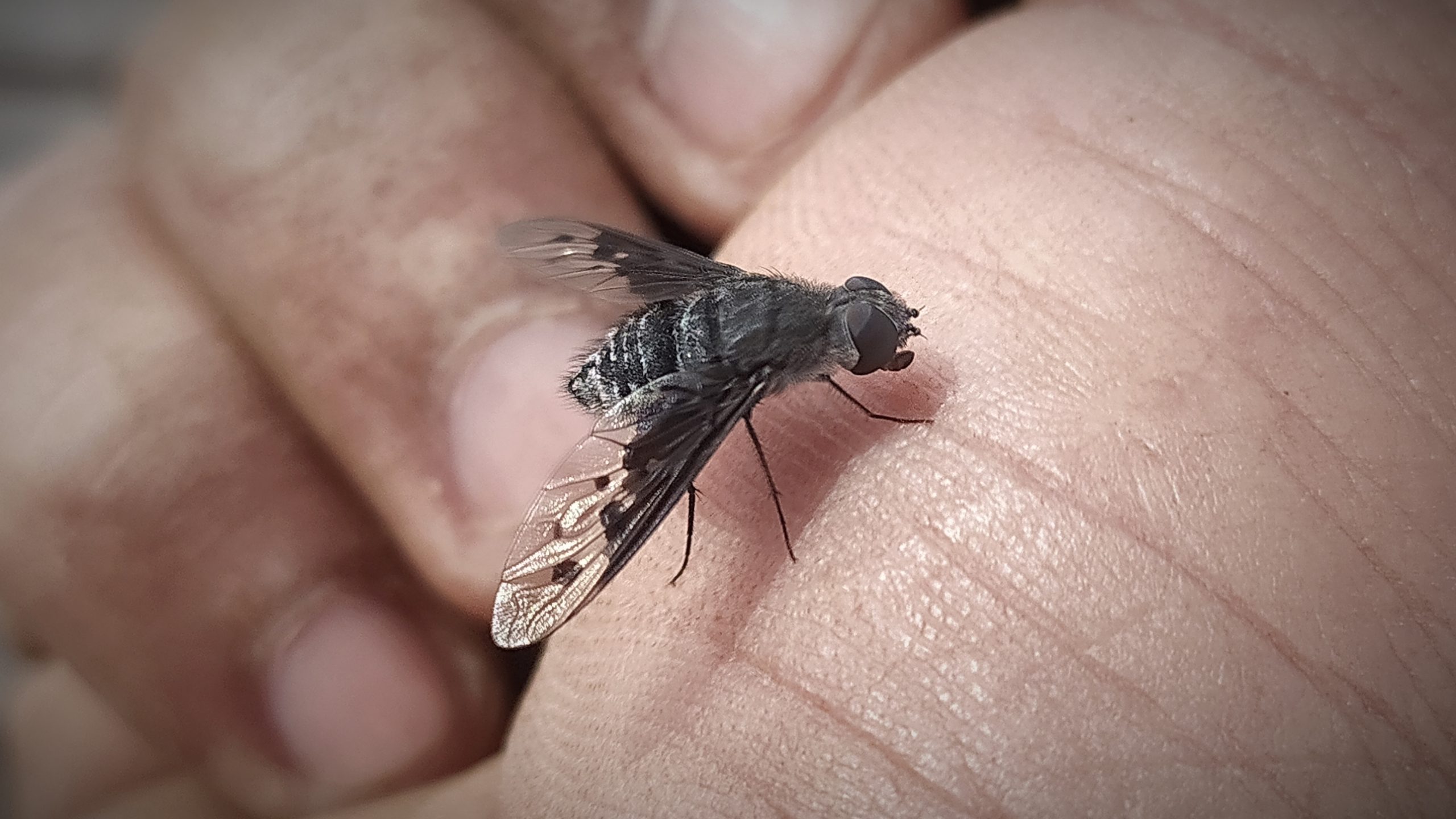 fly on a hand