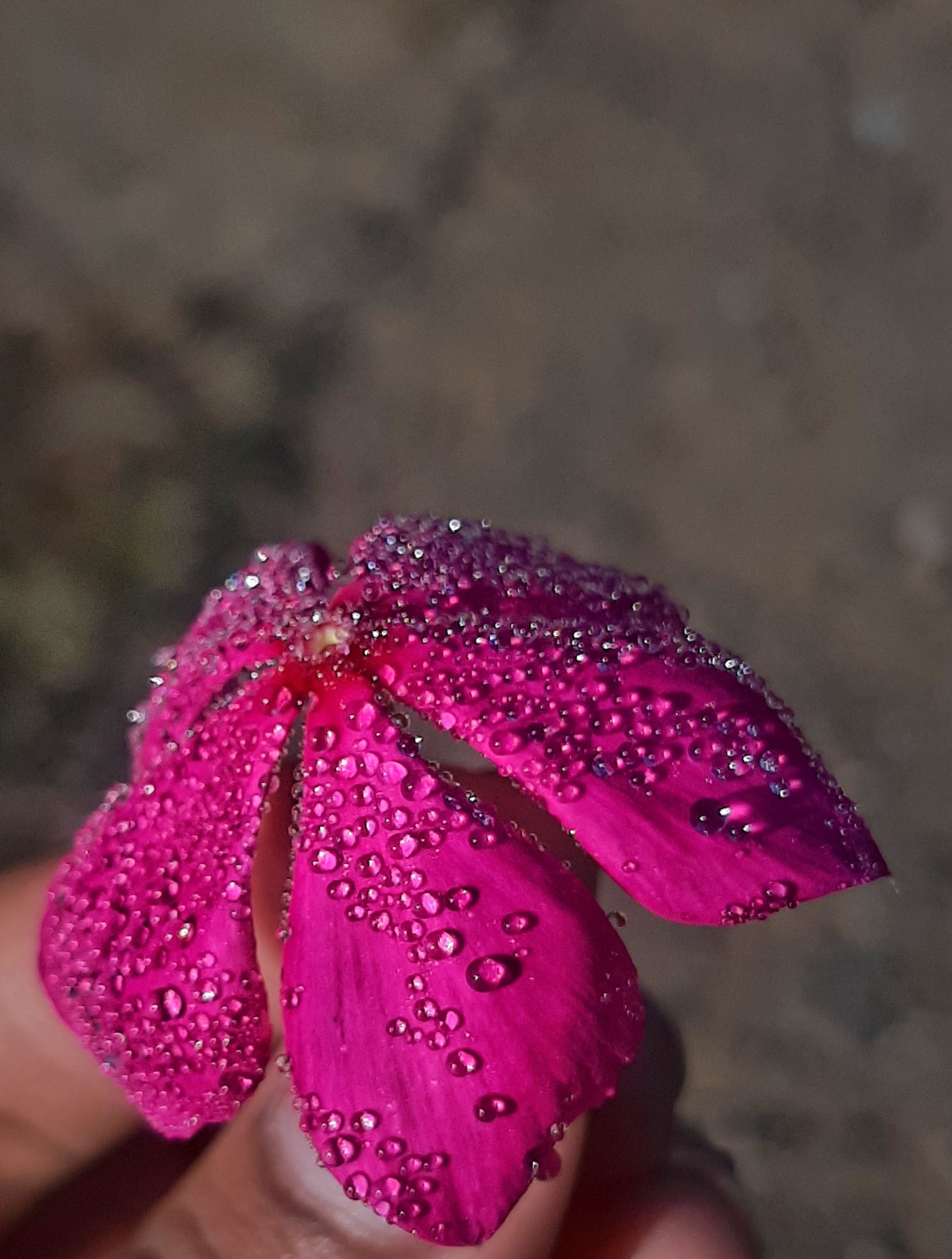 dew drops on a flower