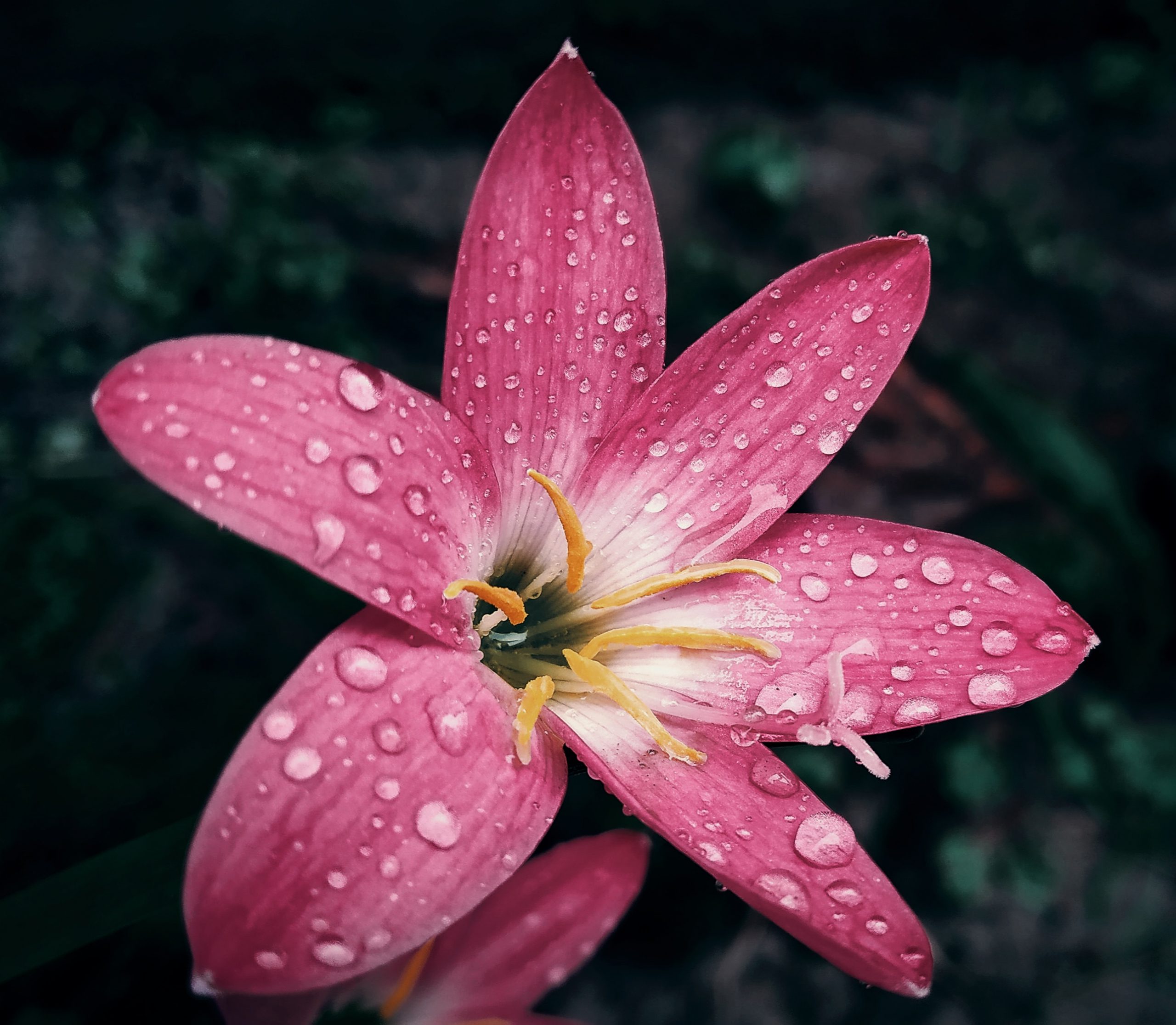 Dew drops on a flower