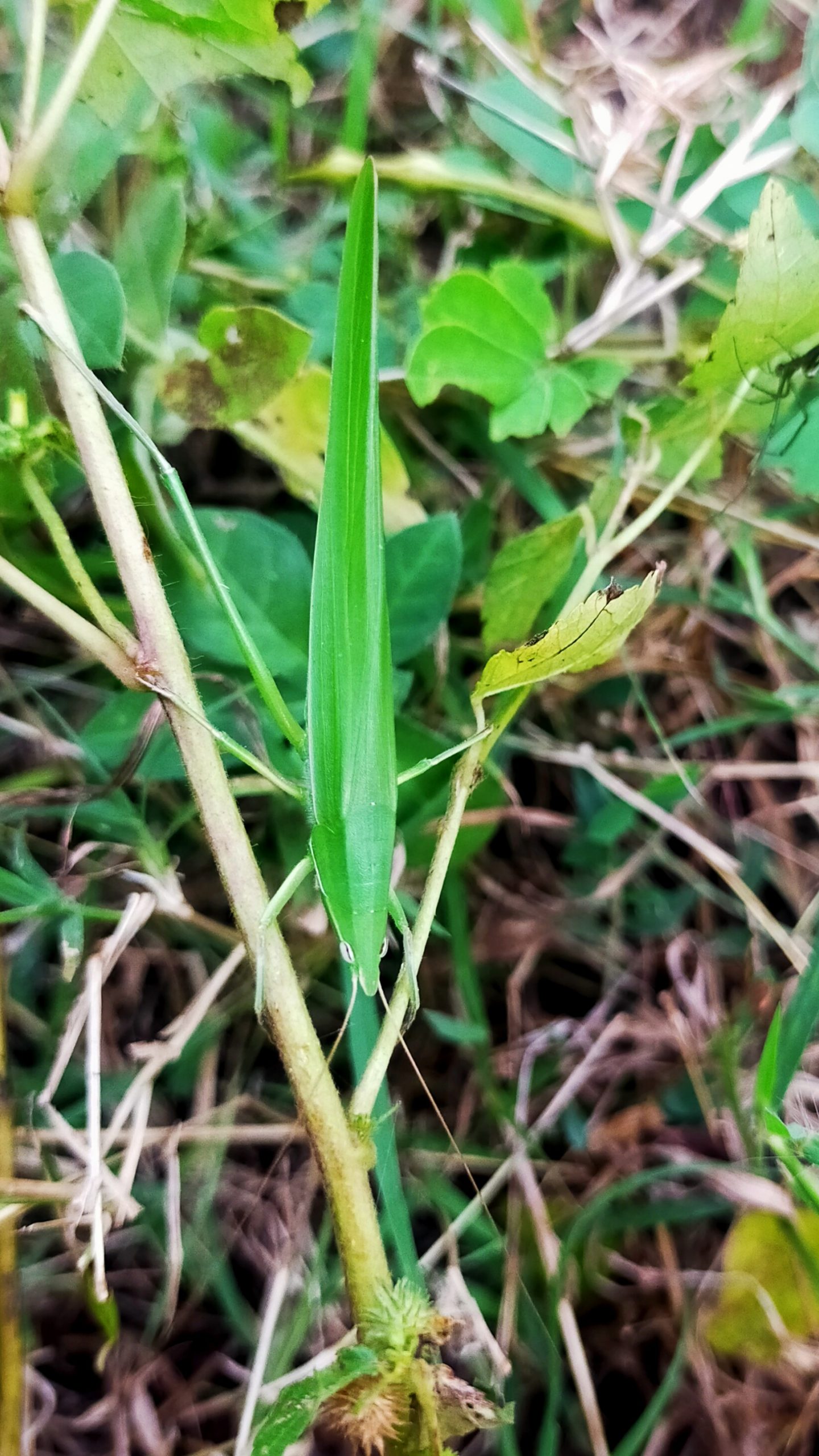 A green grasshopper