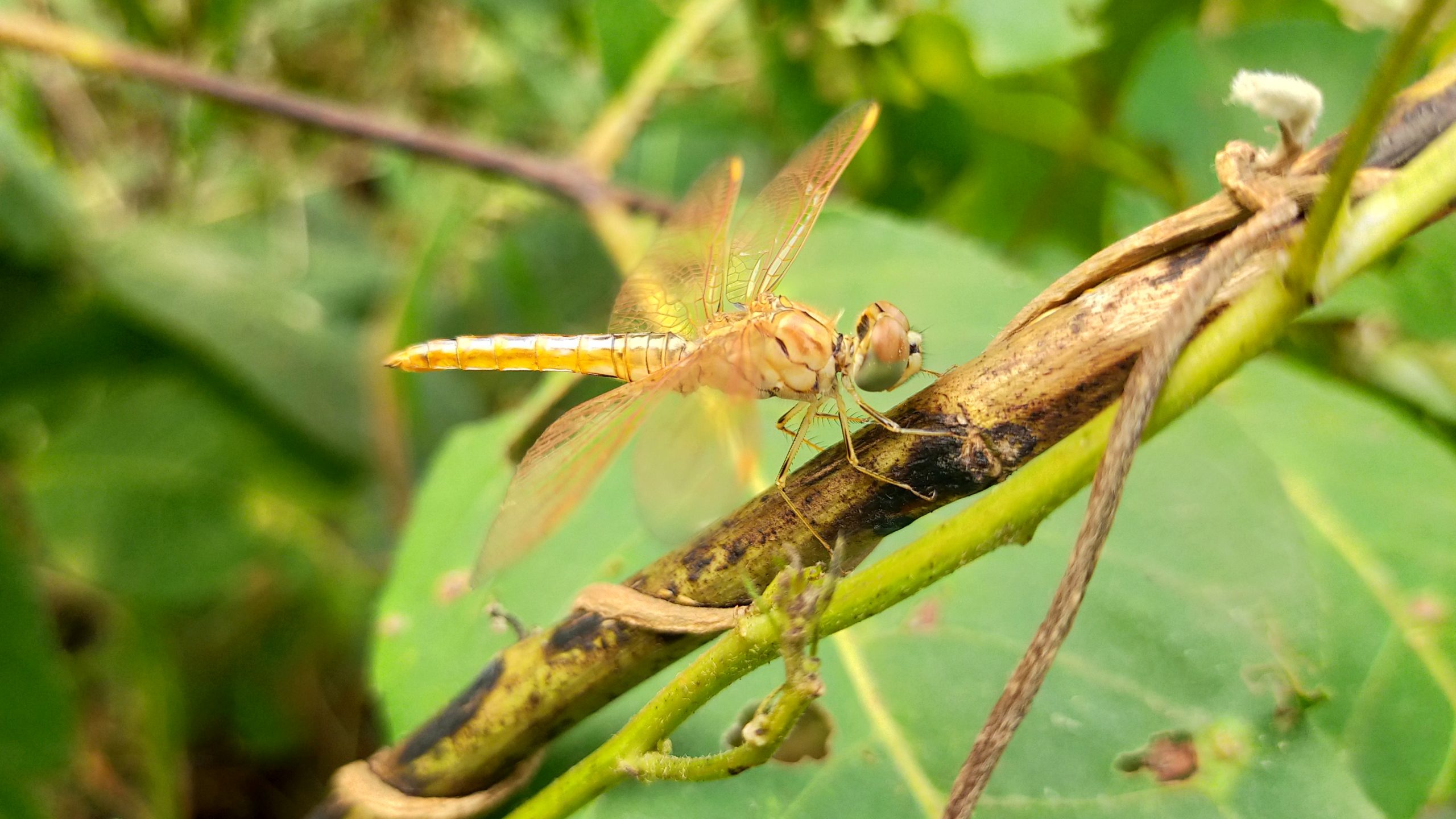 Dragon fly