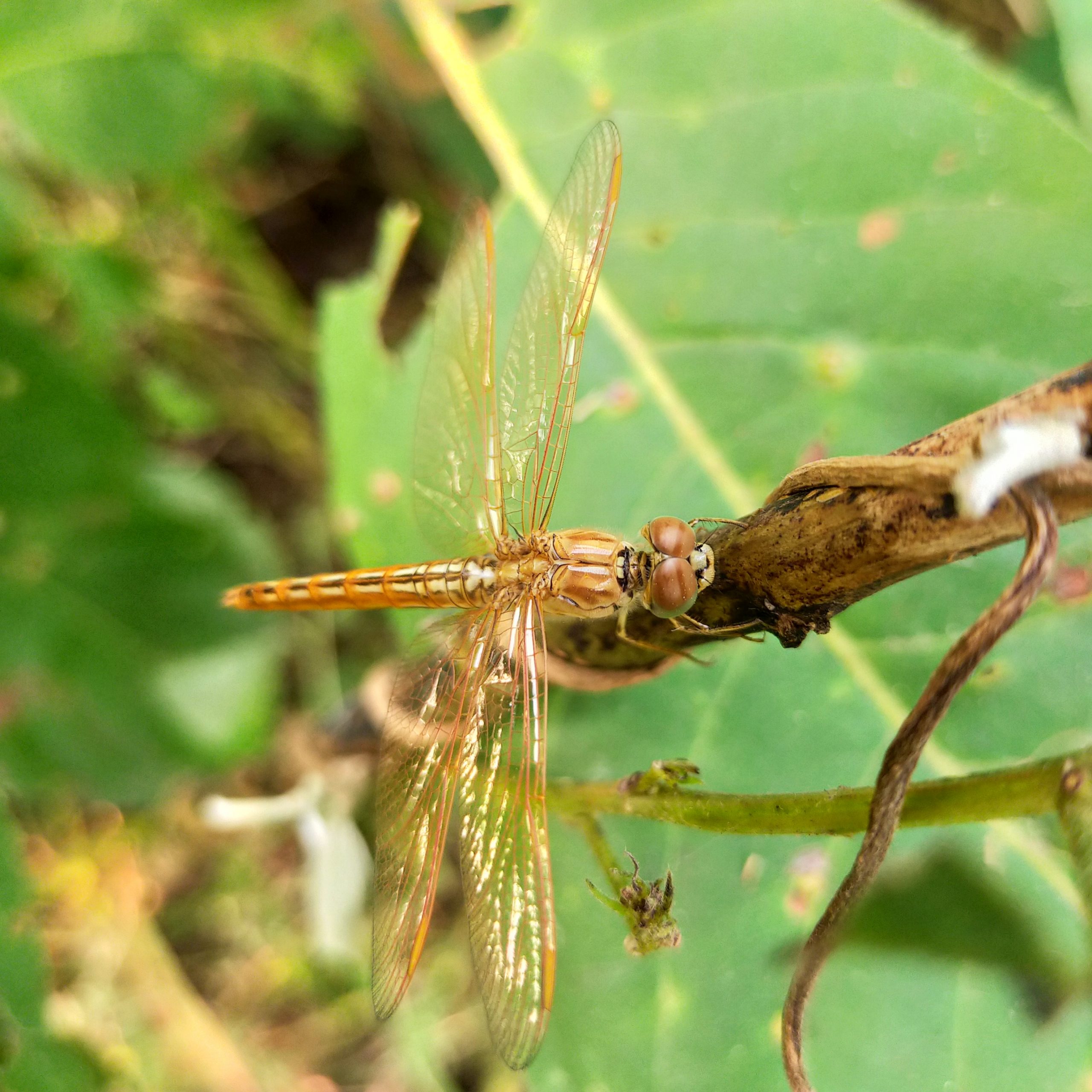 Dragonfly