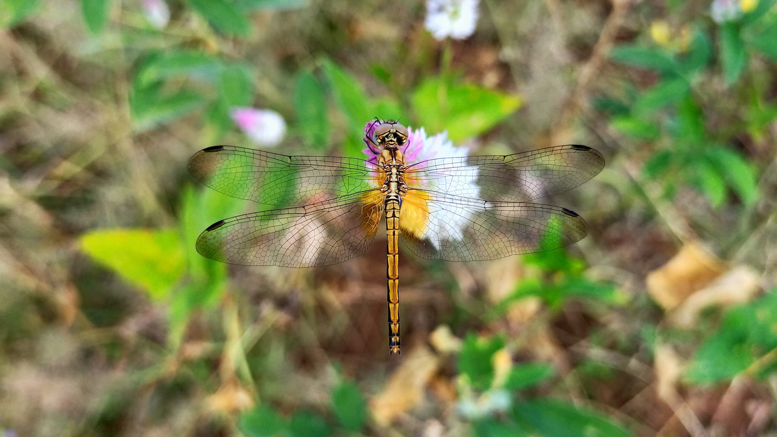 Dragonfly