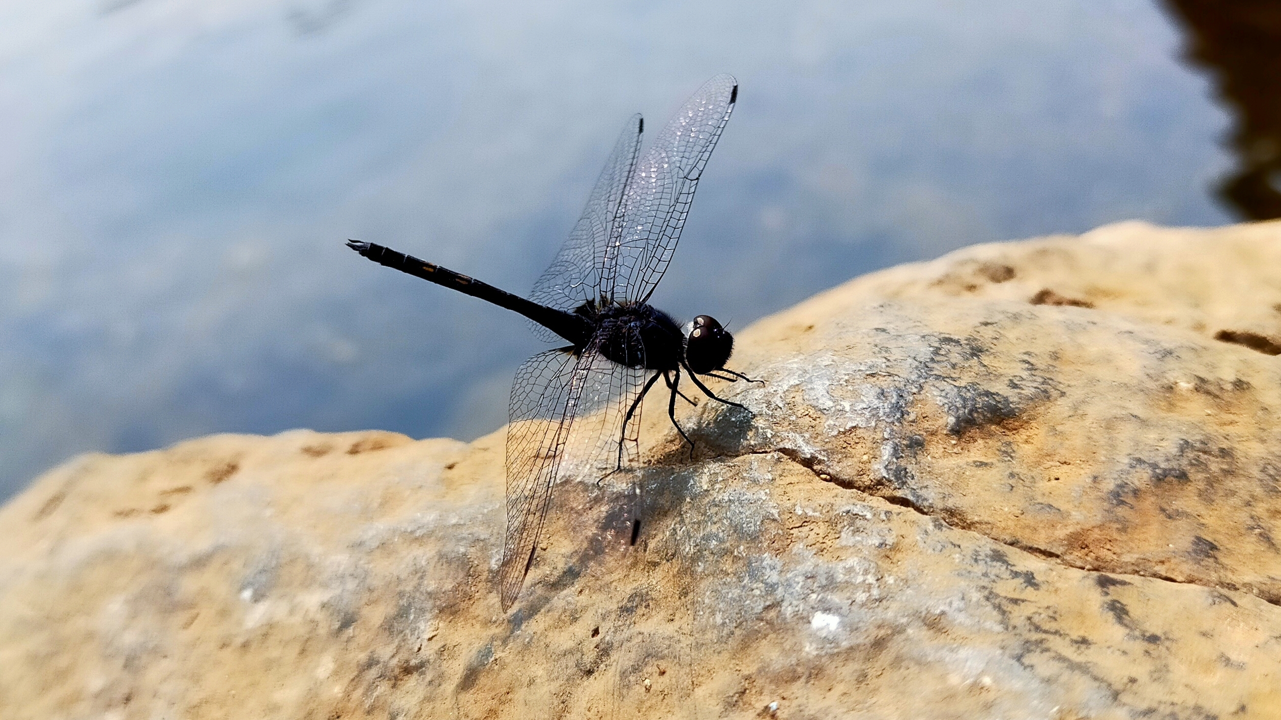 Dragon Fly