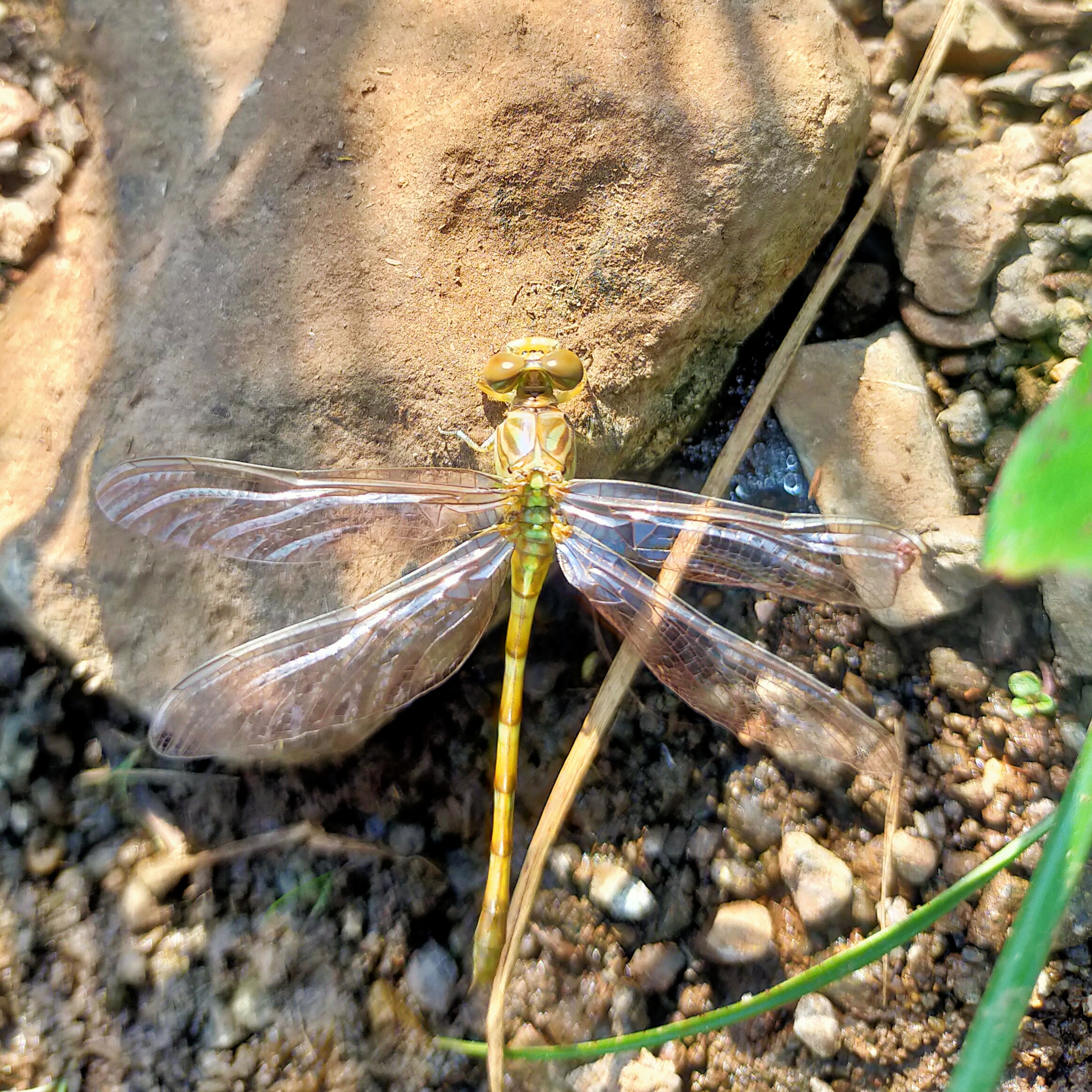 Dragonfly on a rock