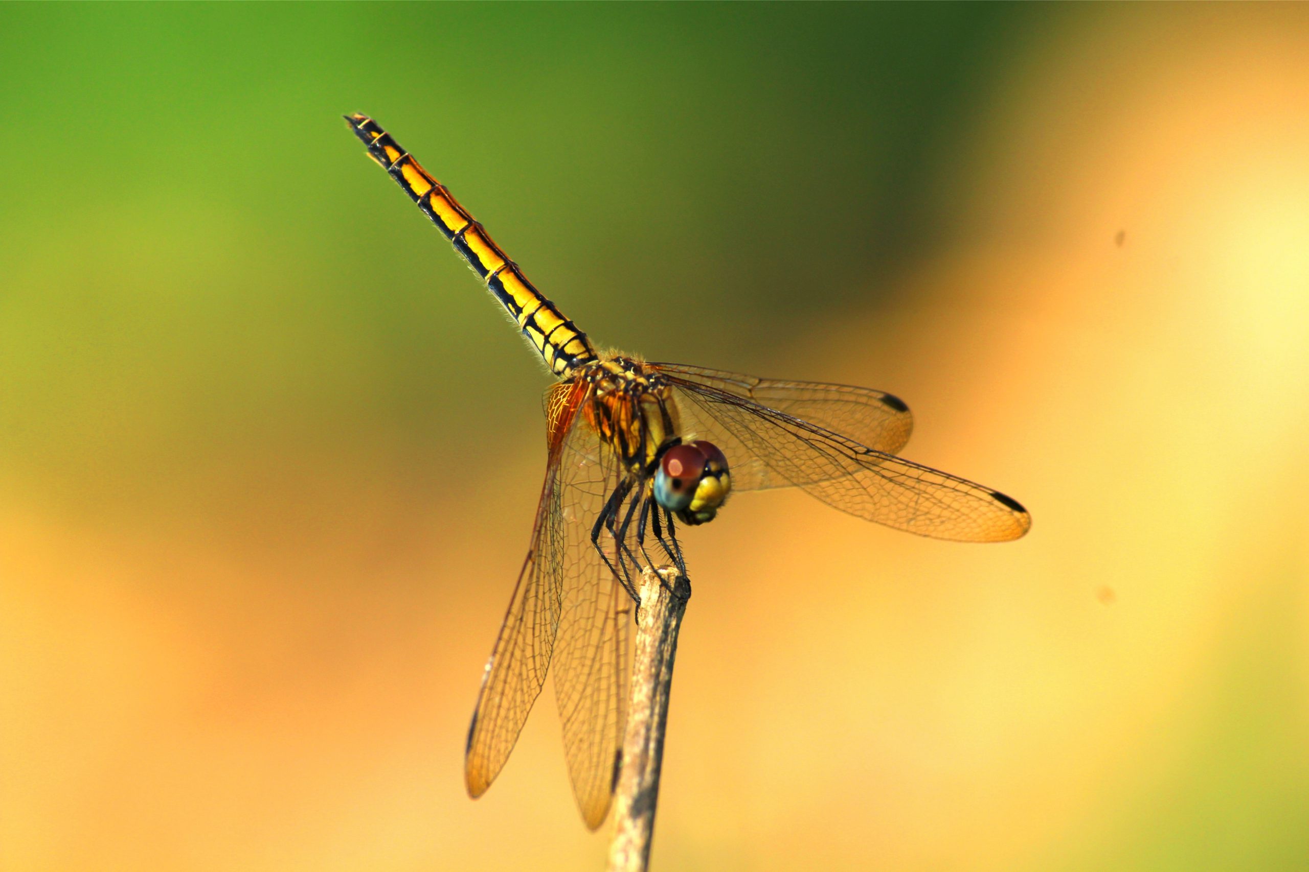 dragonfly close up