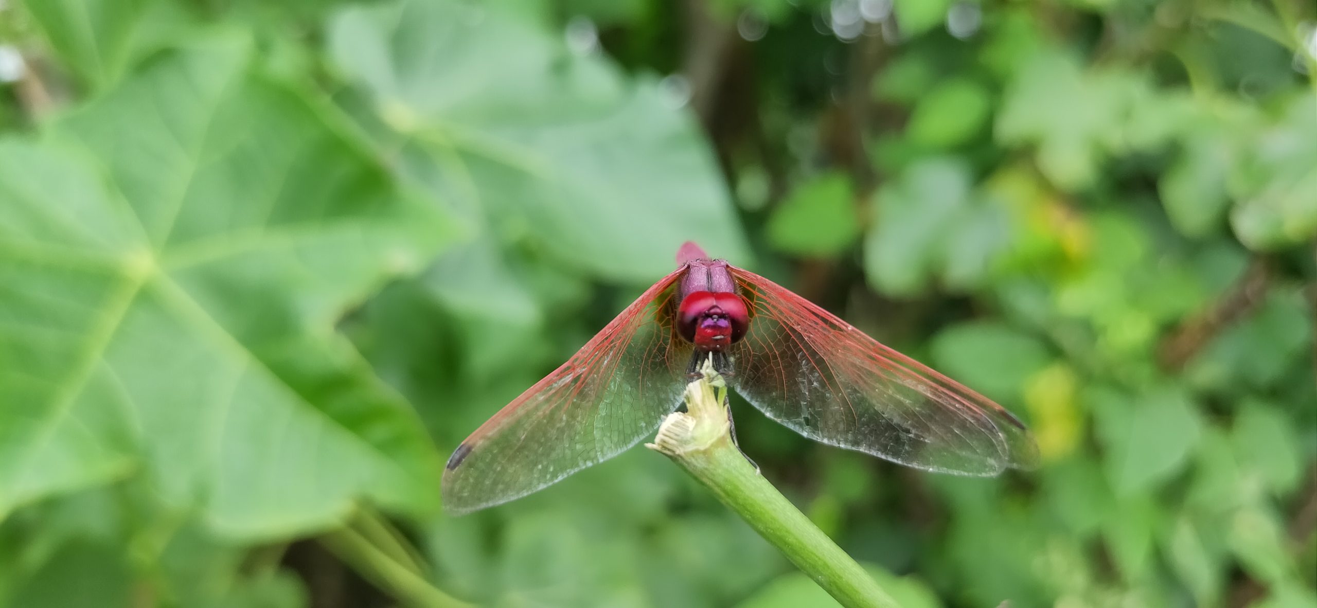 Dragonfly