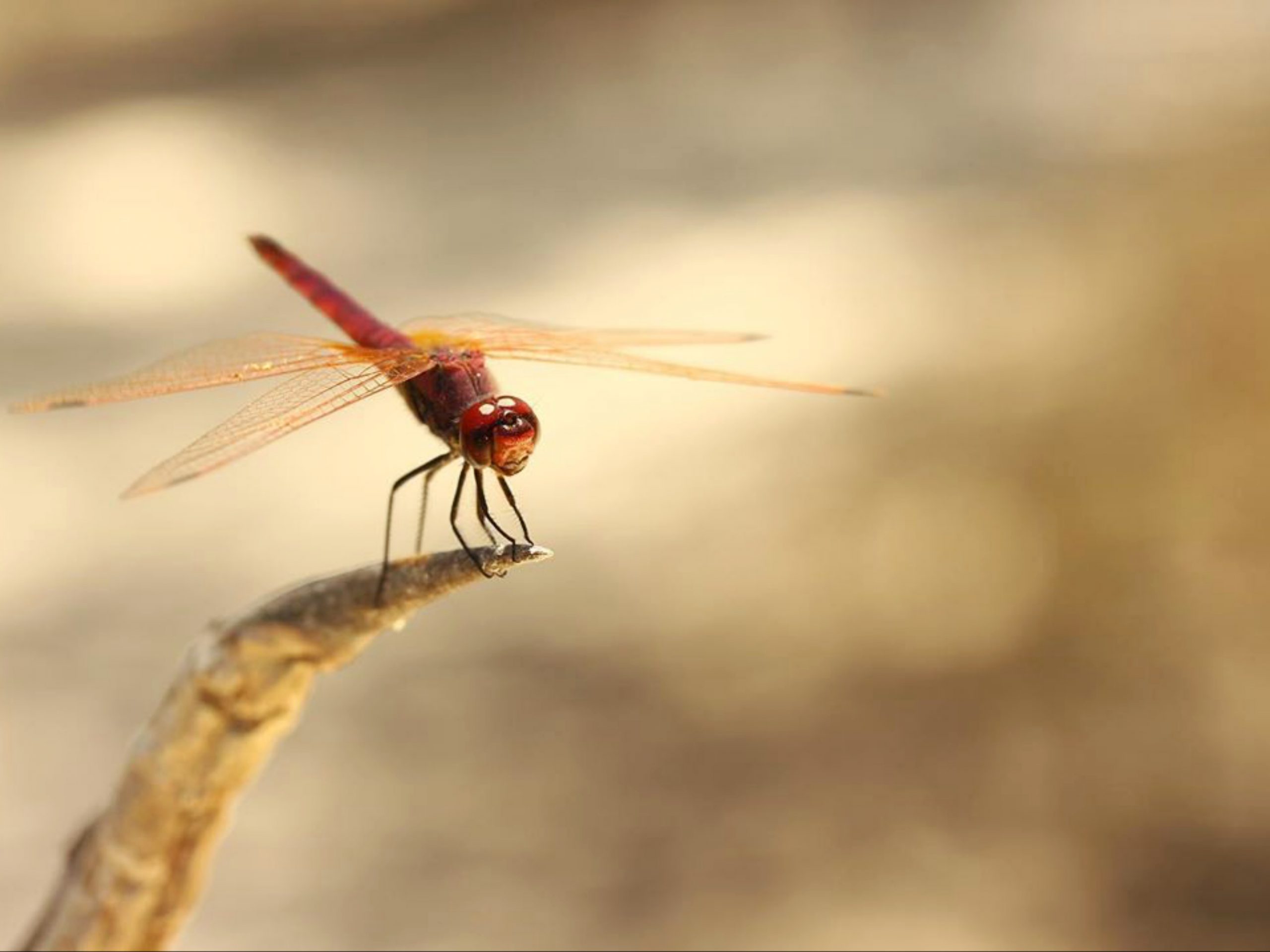 Dragonfly