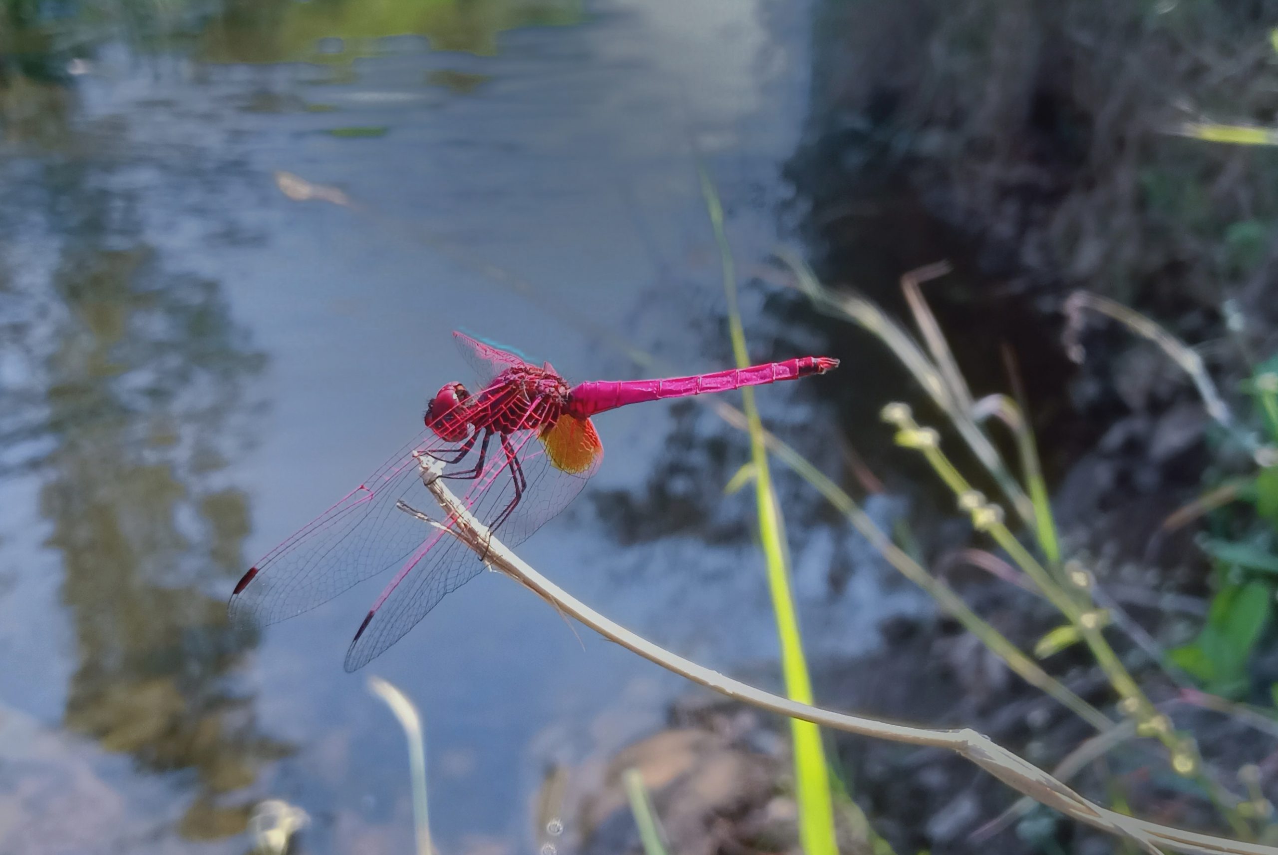 Dragonfly