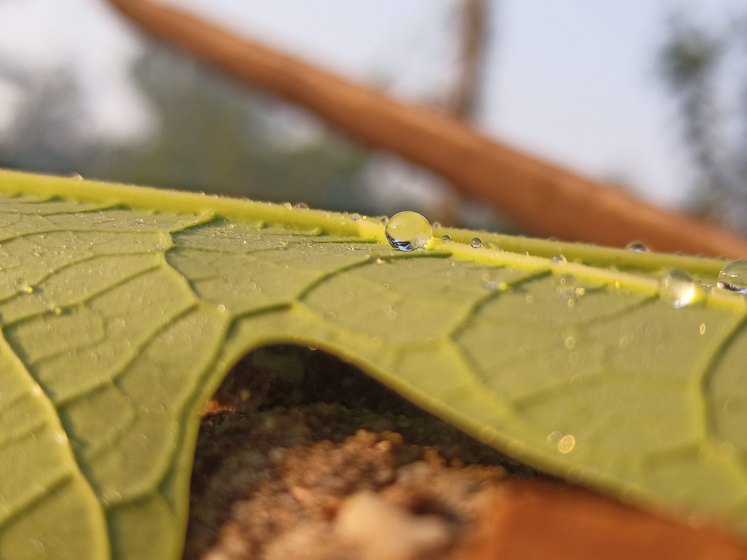 drop on leaf