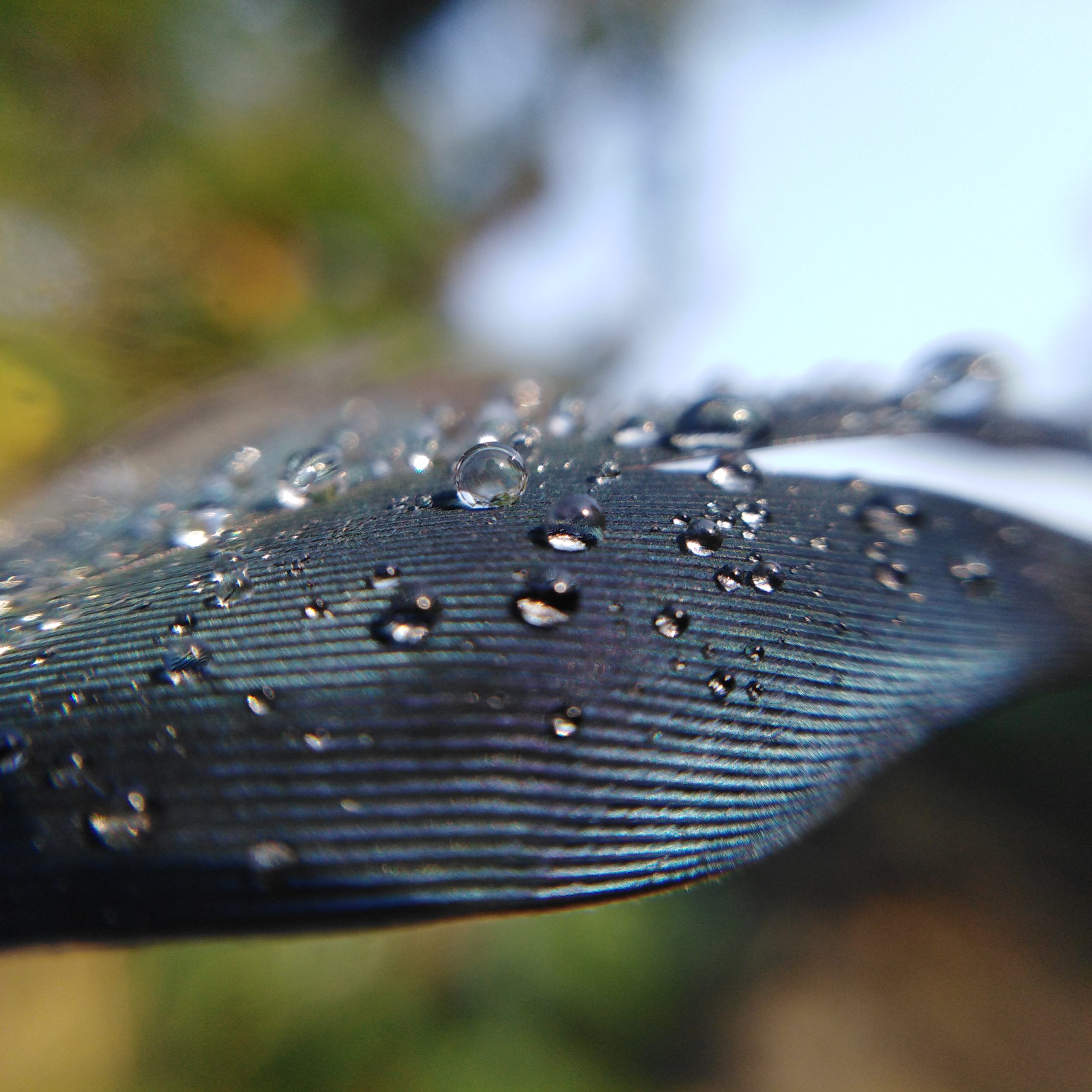 Water drop on feather