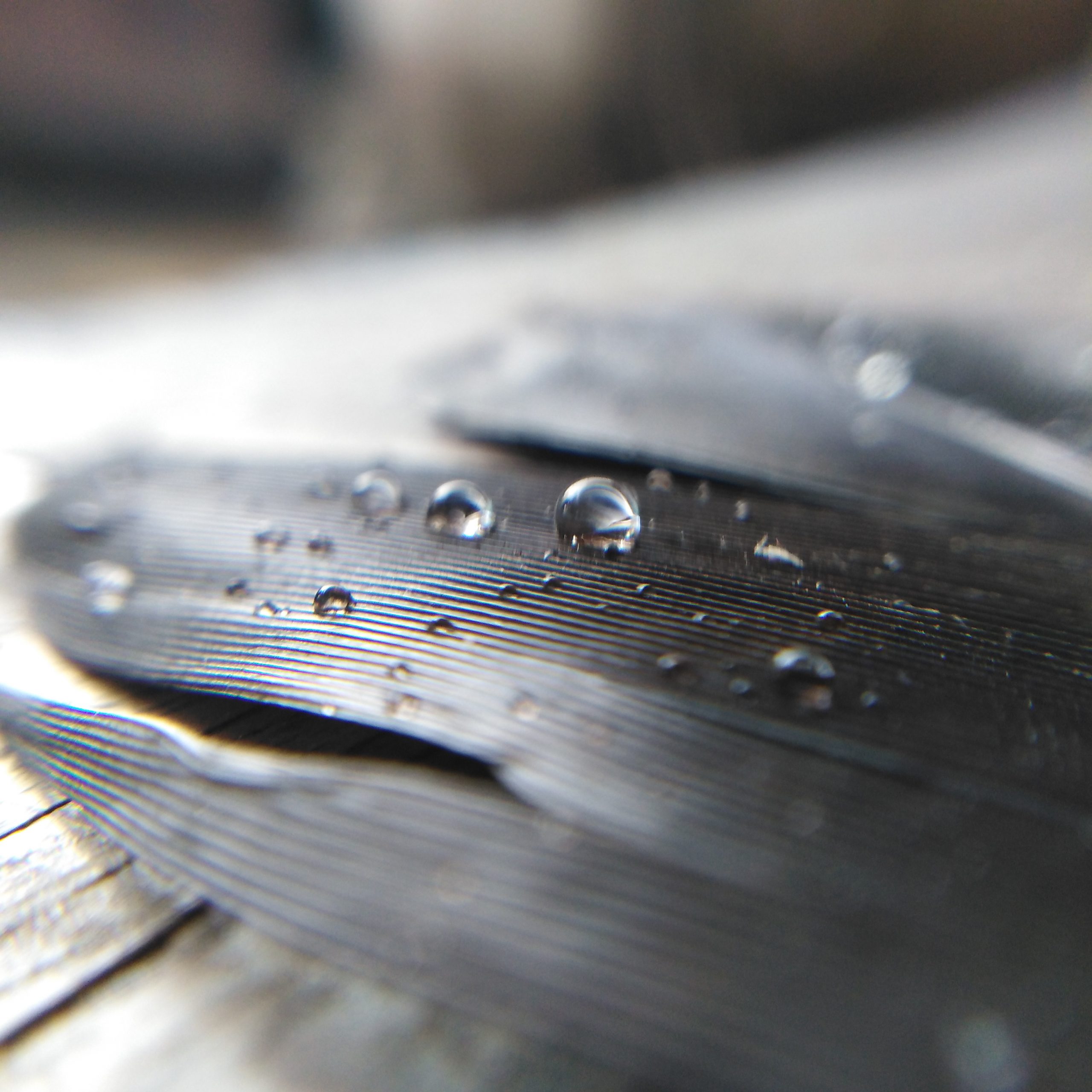 Water drops on feather