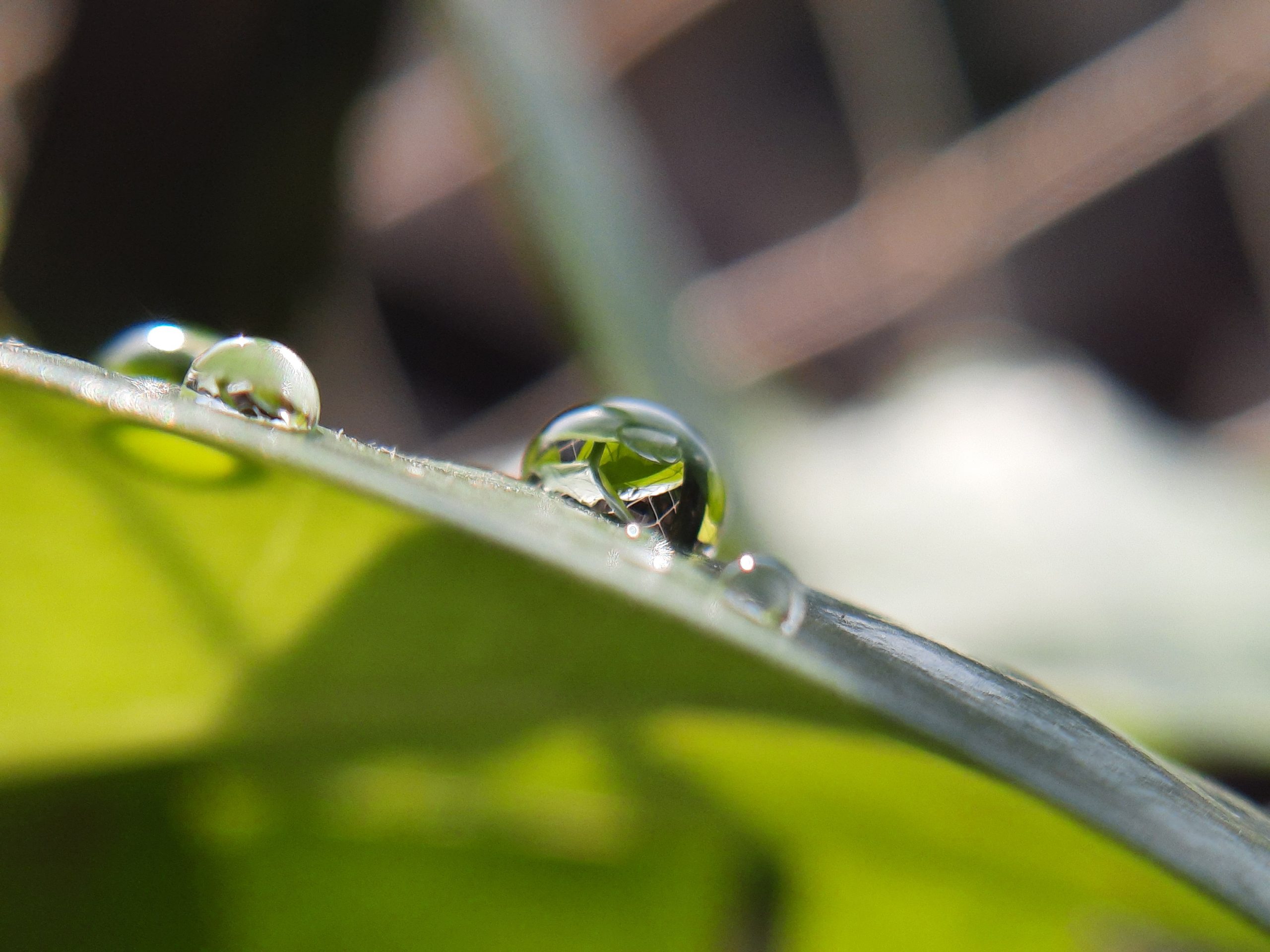 Water drops on leaf