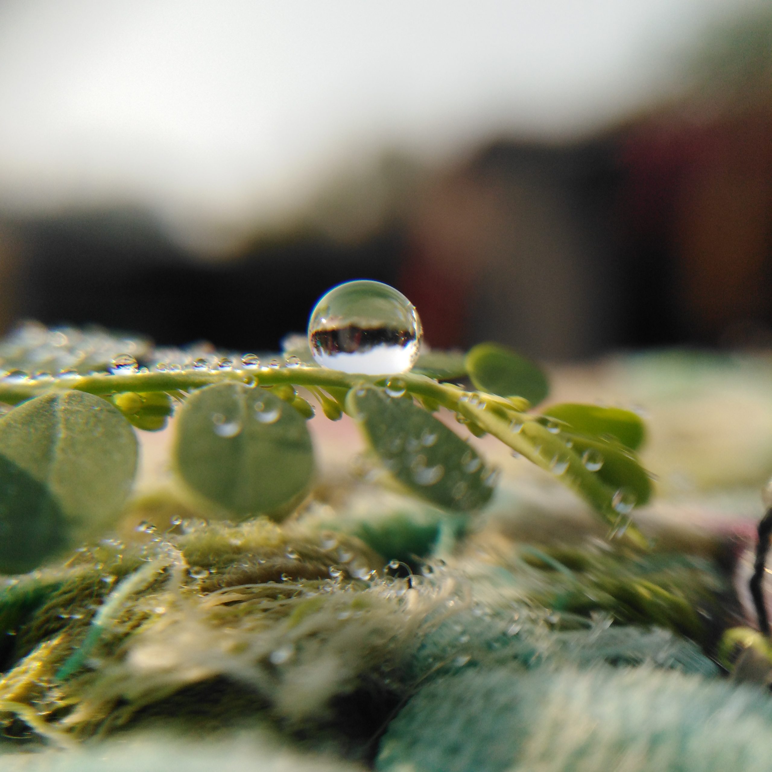 Water drops on leaf