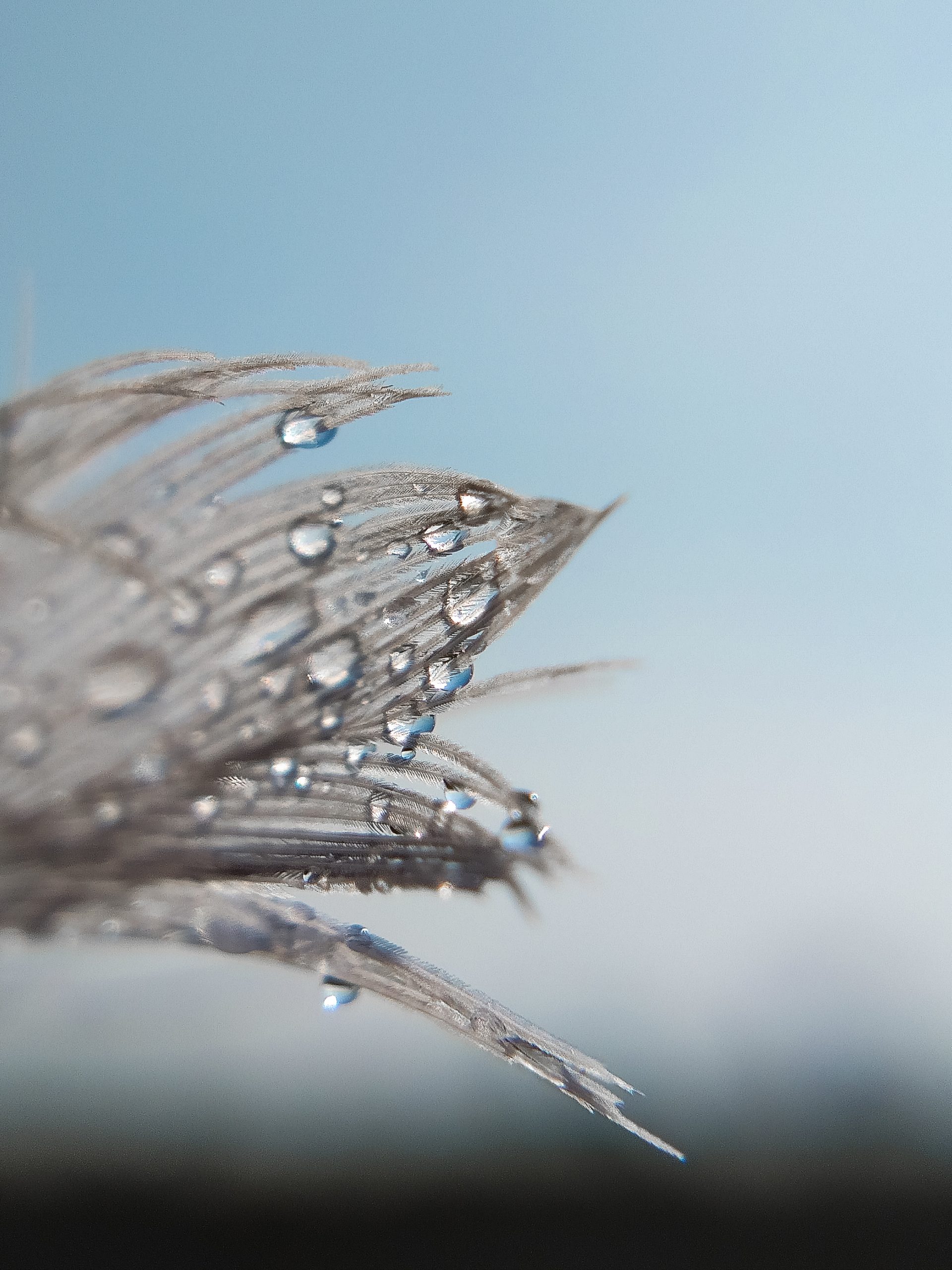 Droplets on a feather