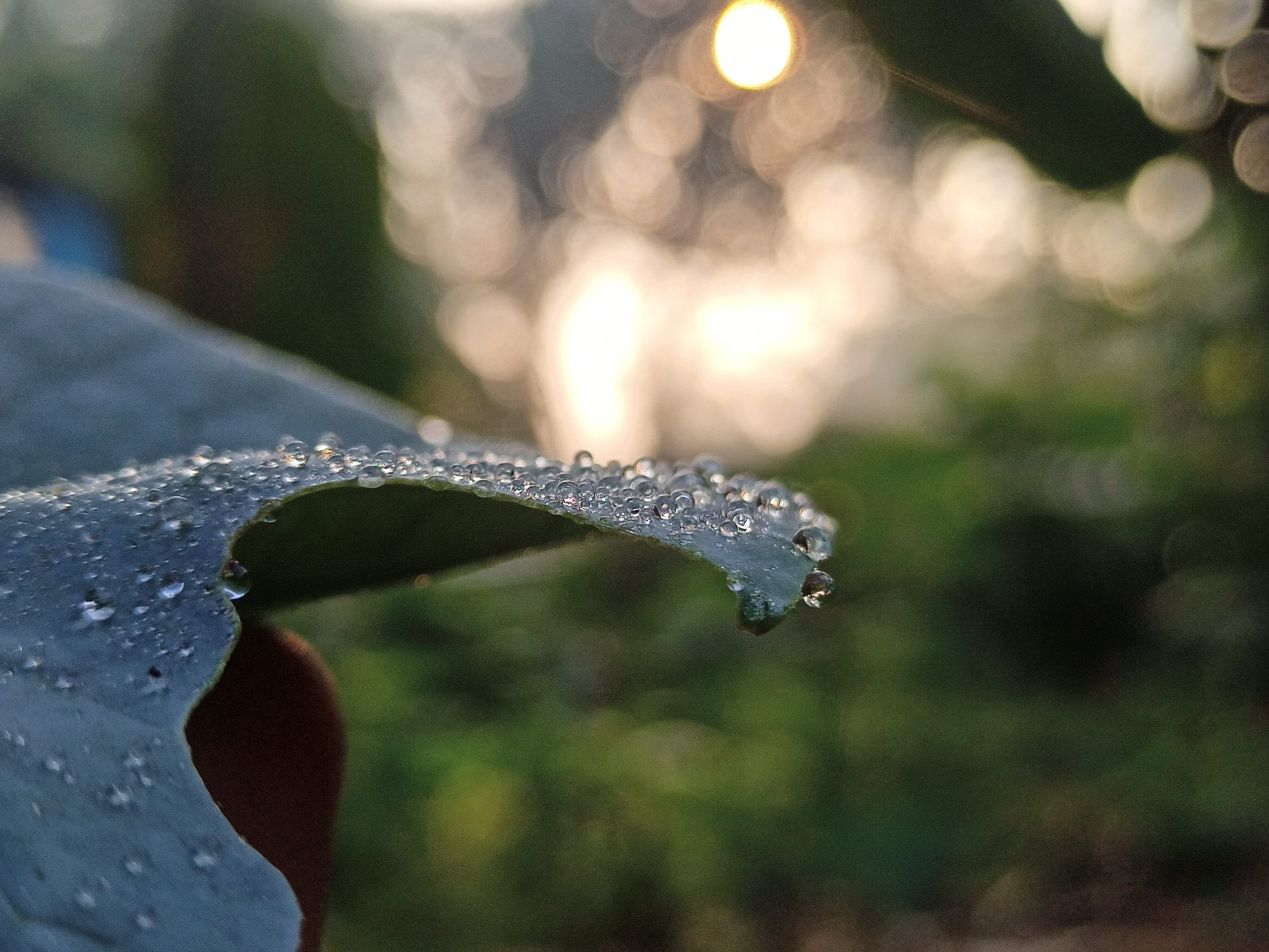 dew drops on a leaf