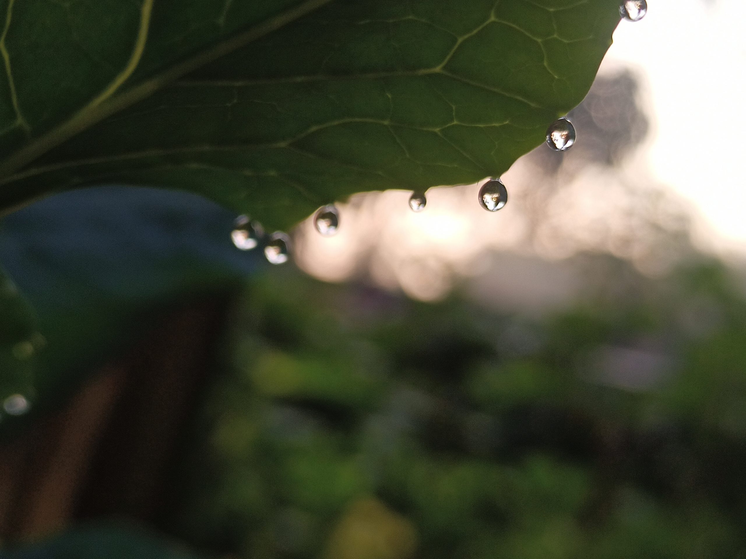 Water drops on leaf