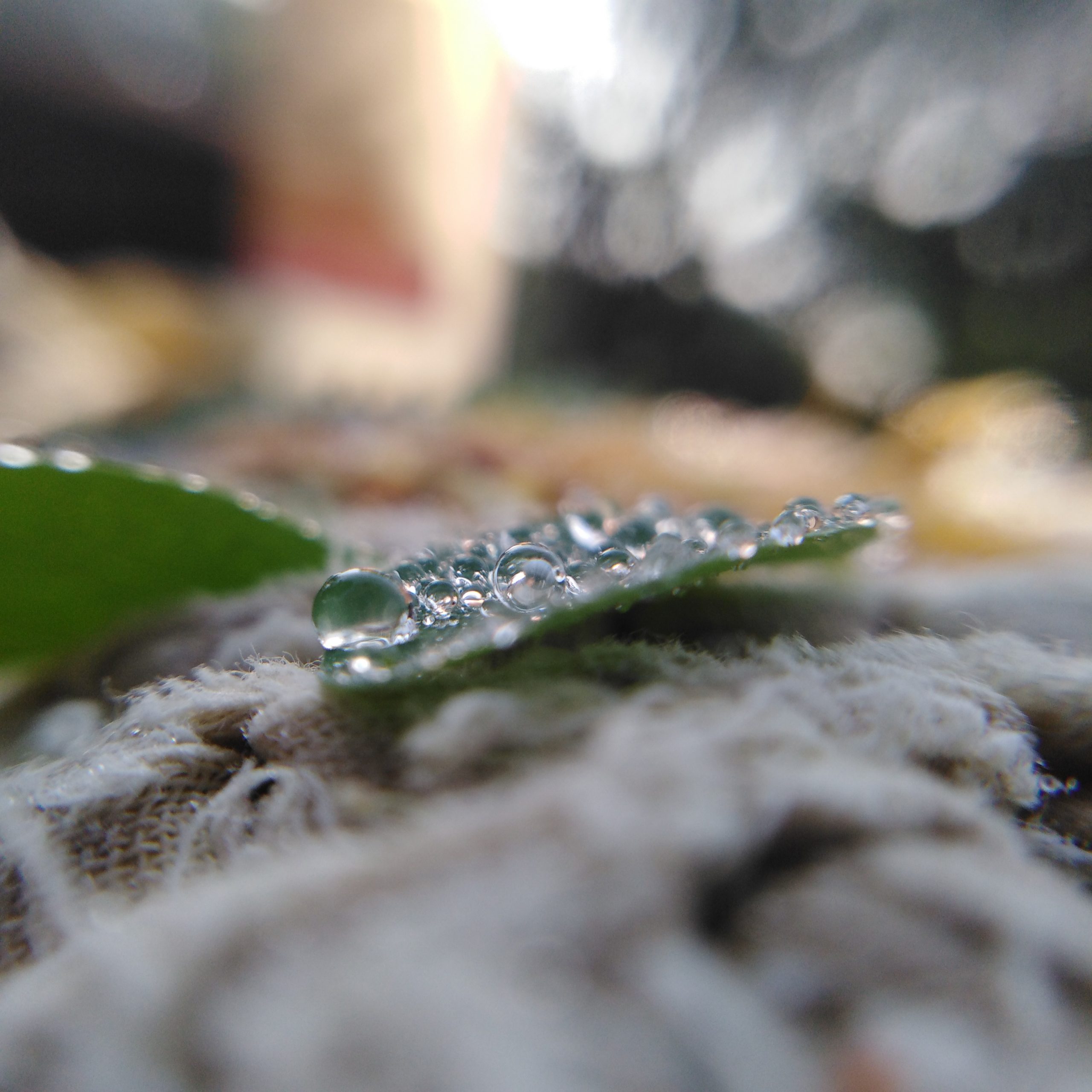 Drops on leaf