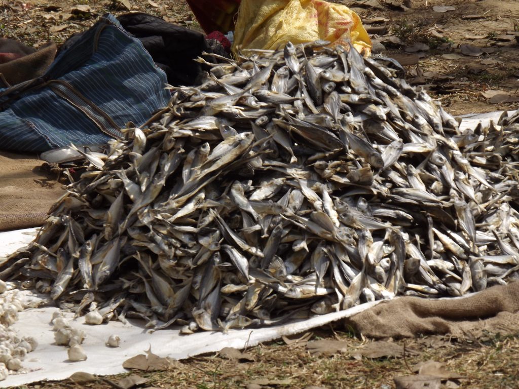 A pile of fish Free Image by spchoudhary on