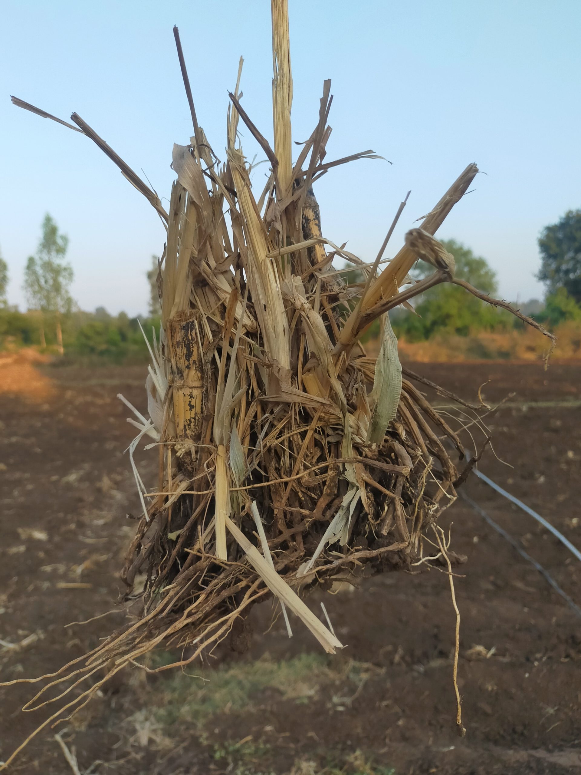 Dry roots of Jowar plant
