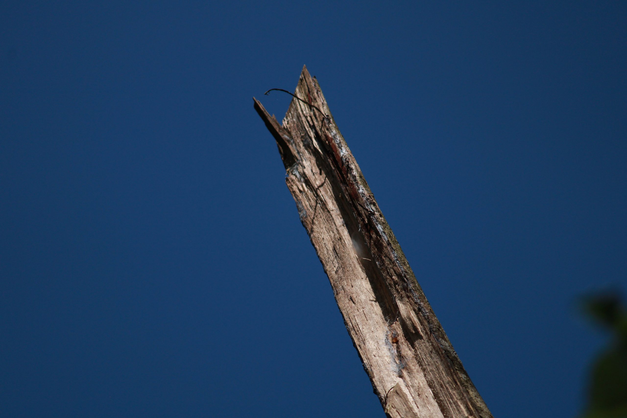 Dry wood and sky