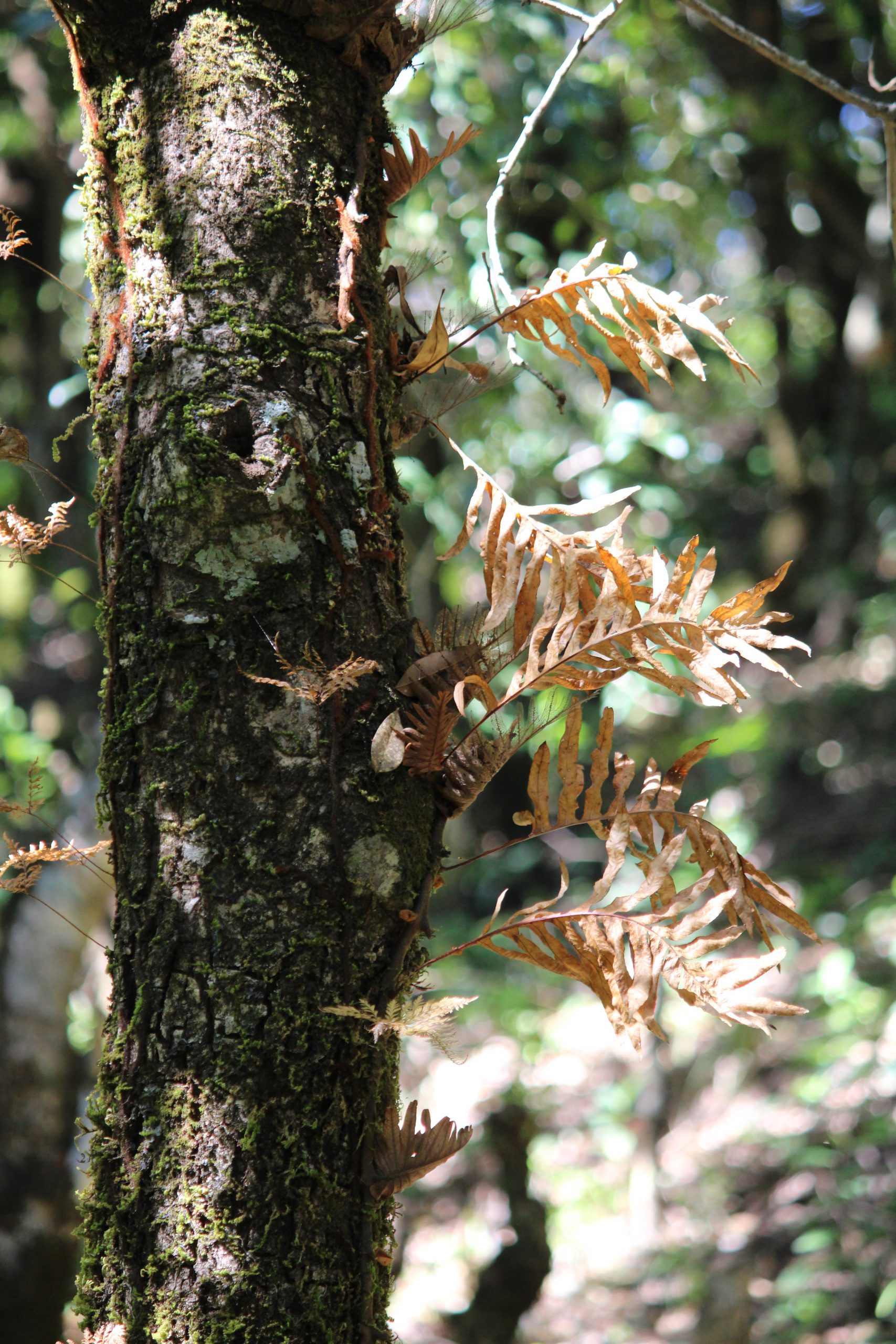 Drynaria quercifolia tree