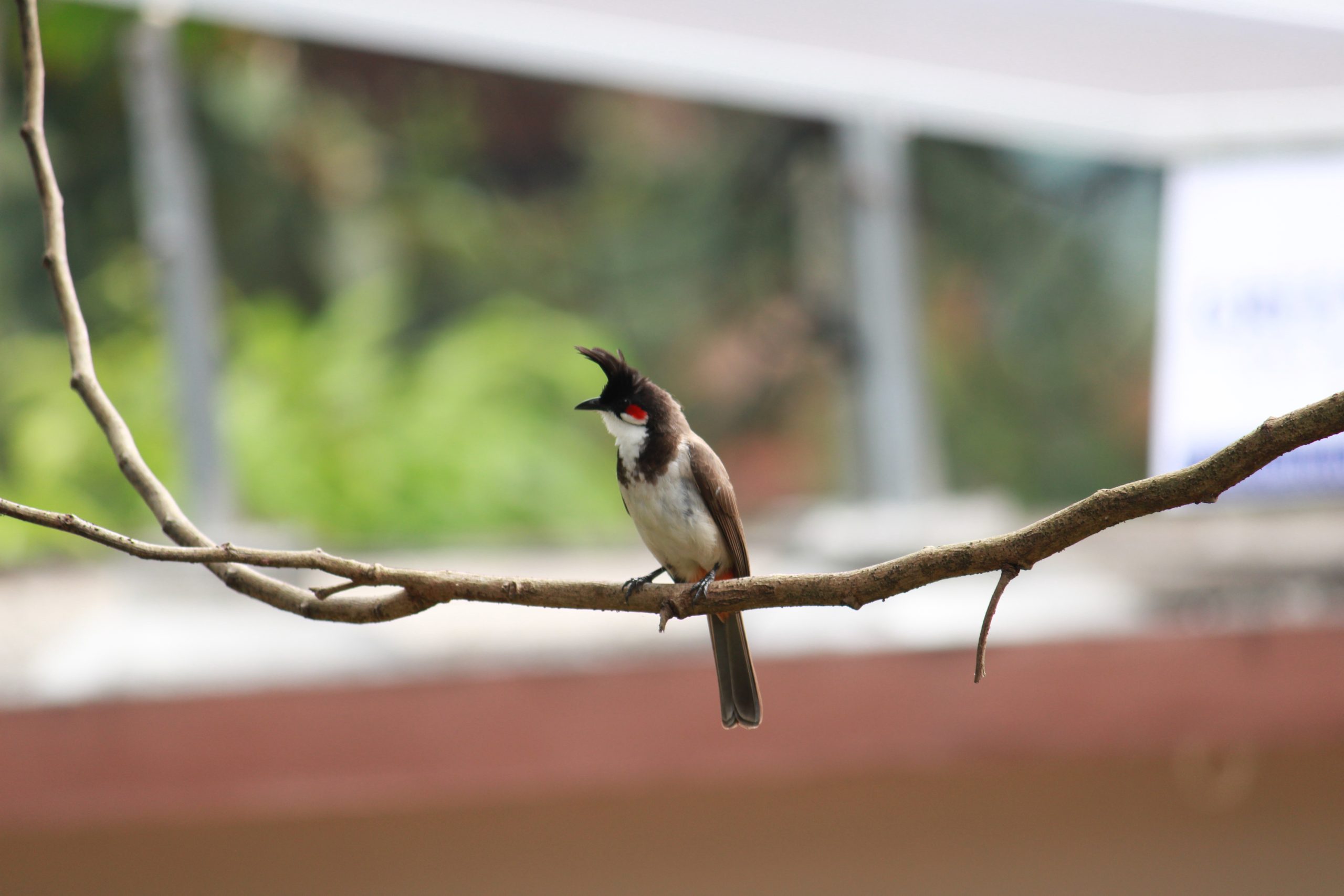 bird on a branch