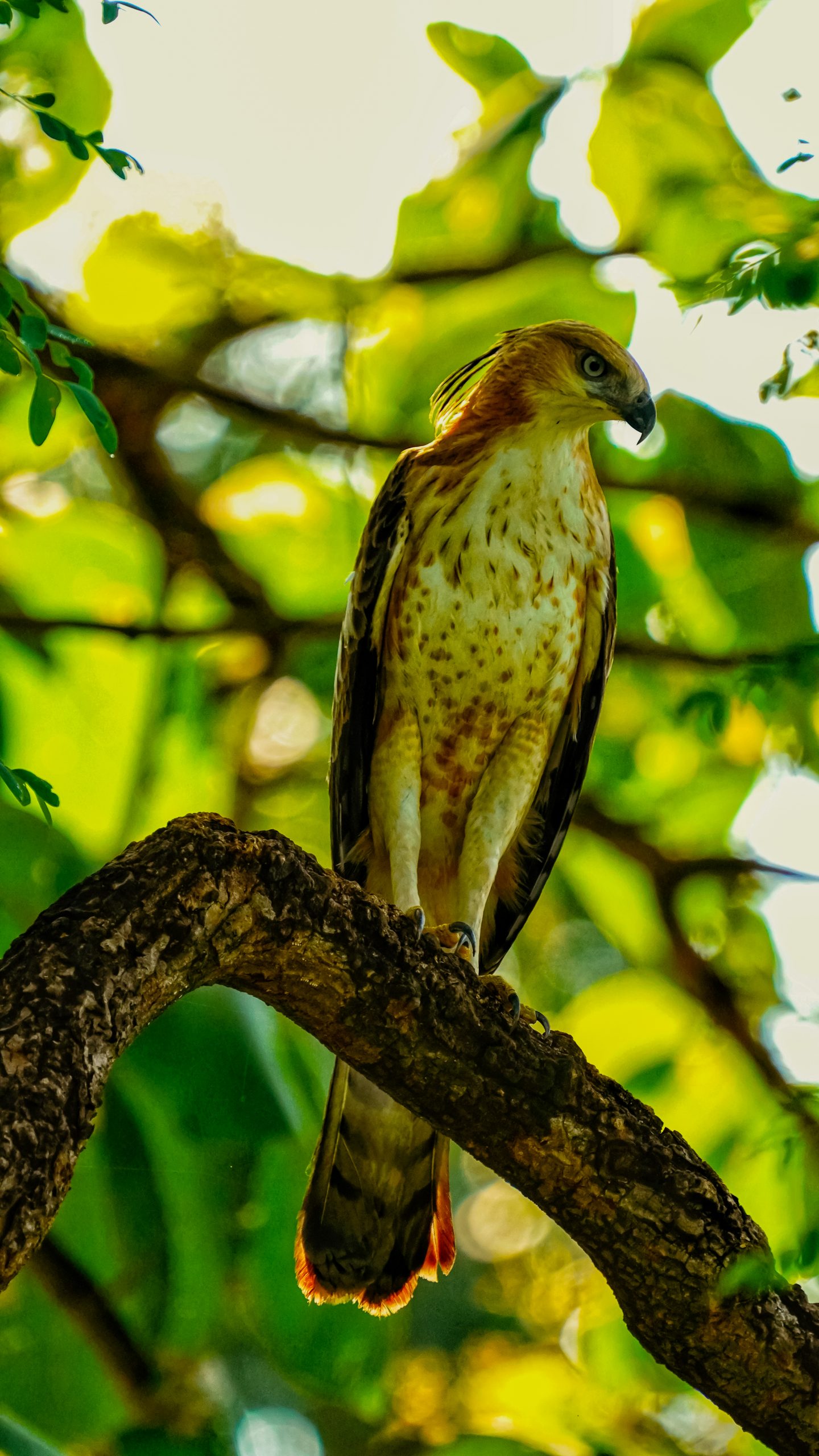 Eagle sitting on tree