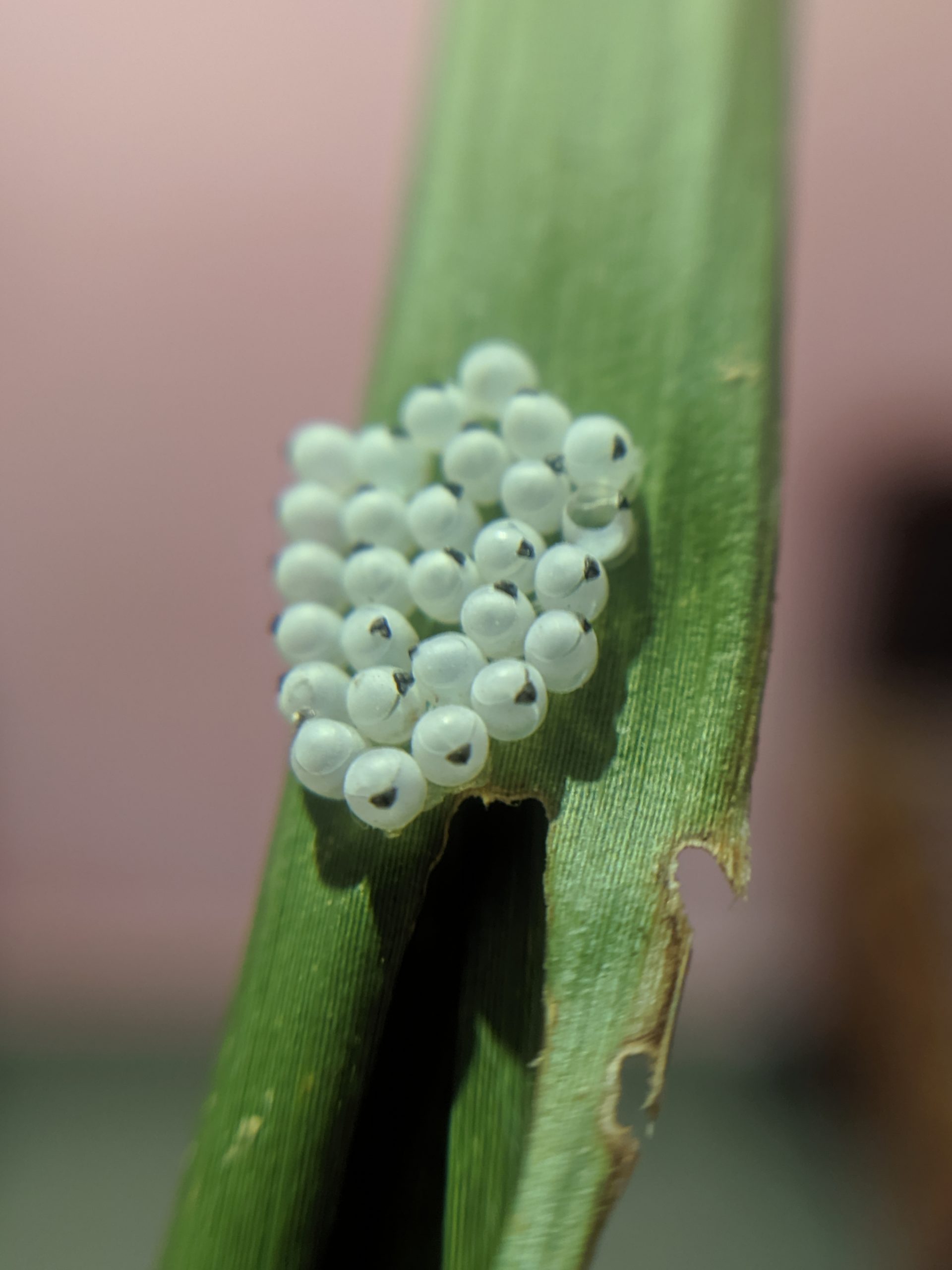 close-up of fly's eggs