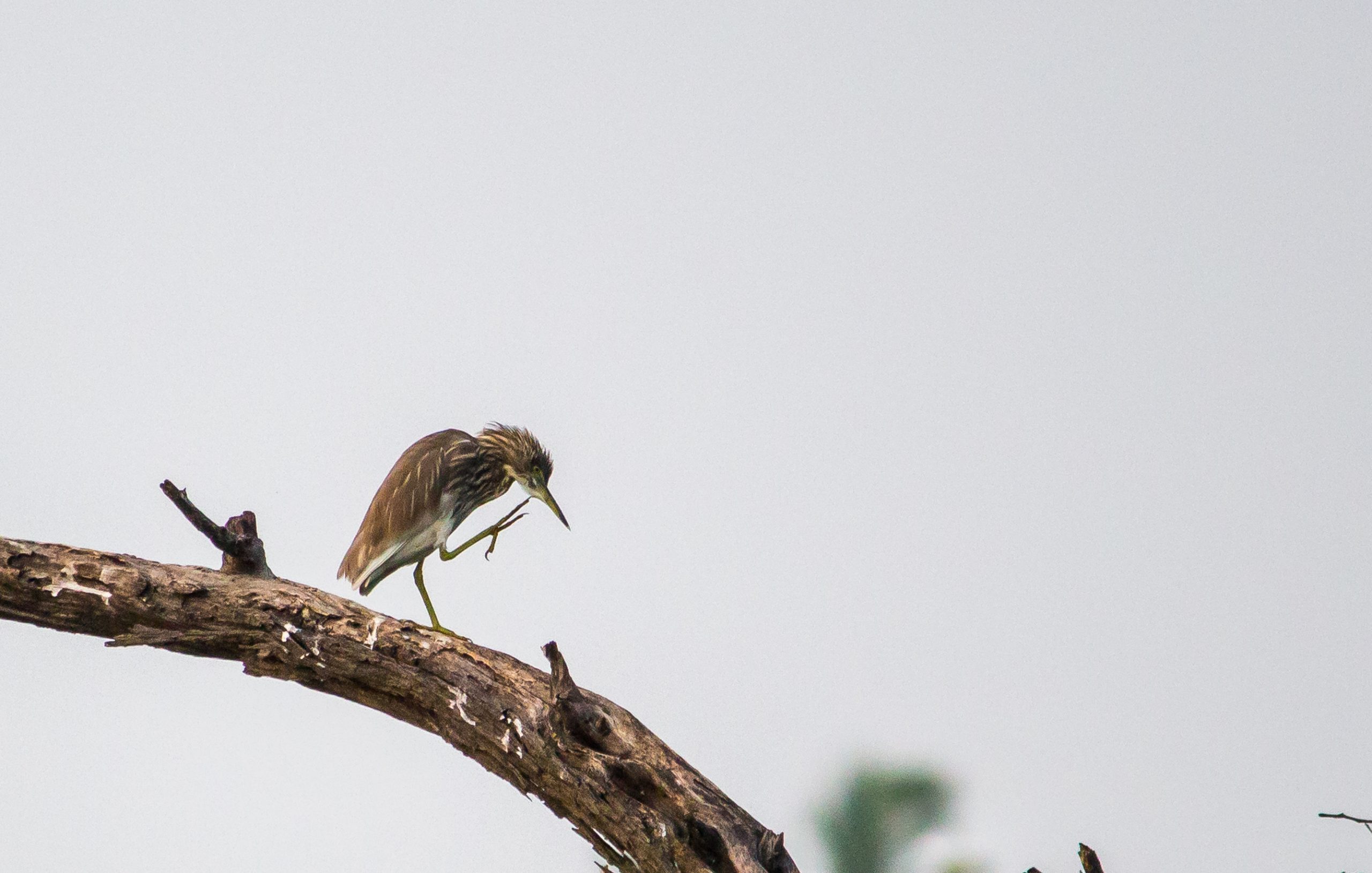 Bird Sitting on tree