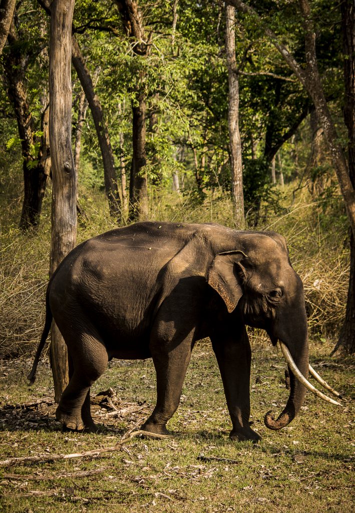 Elephants in the Jungle PixaHive