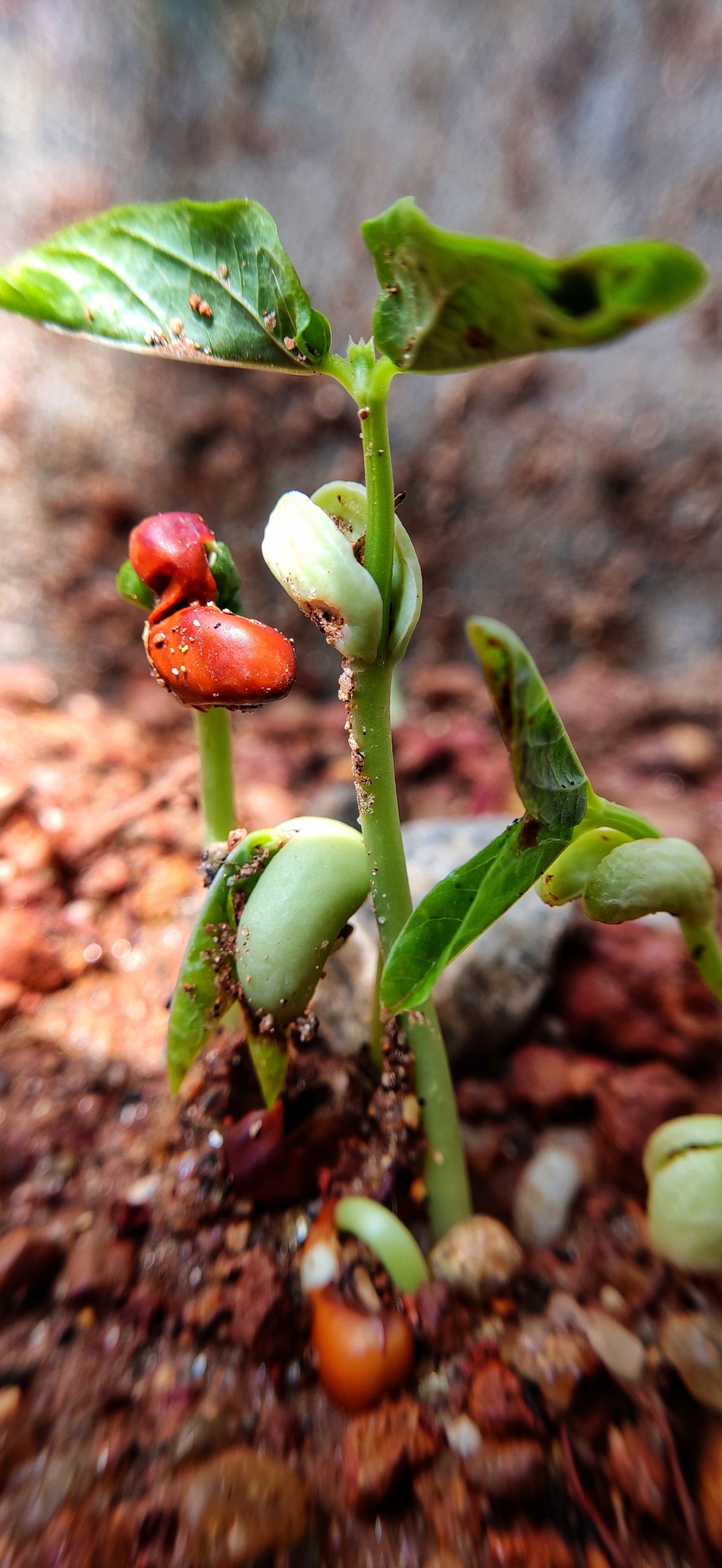 Emerging pea plants