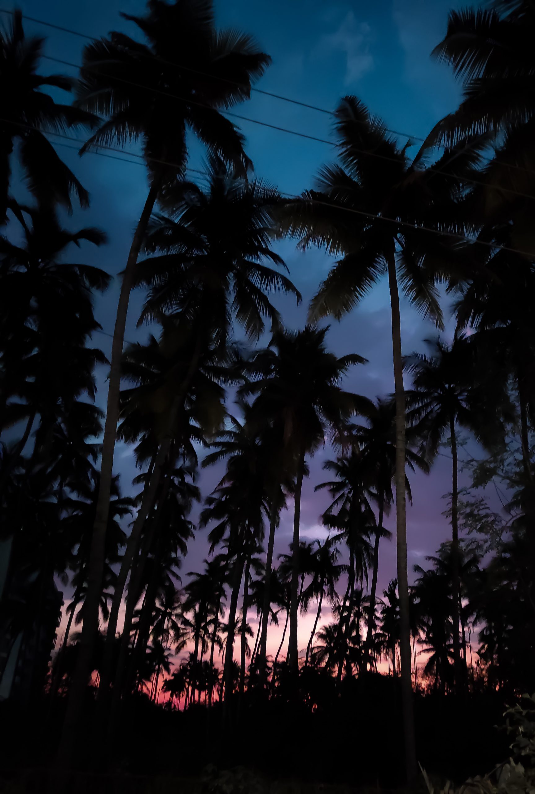 Evening through trees