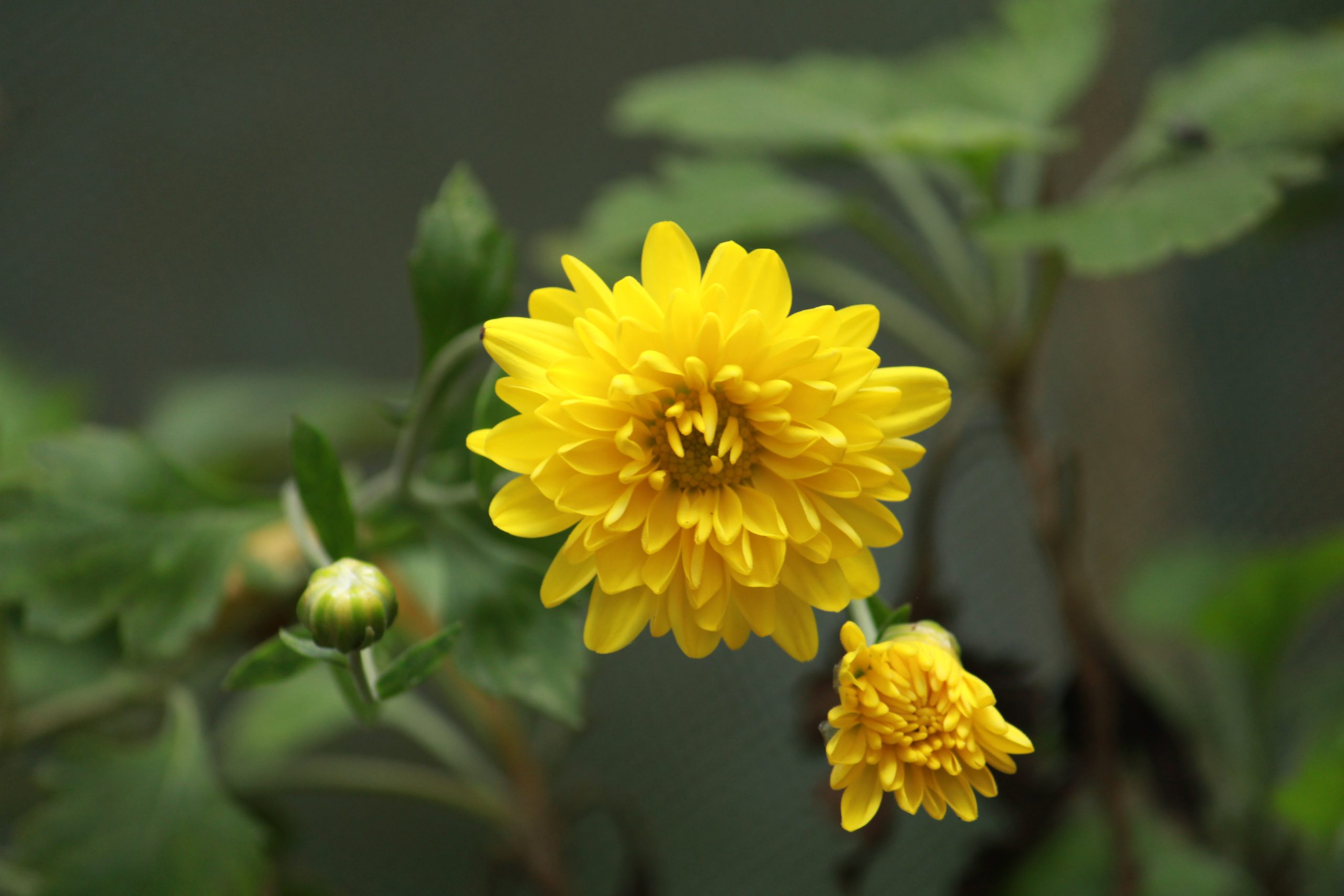 yellow flower